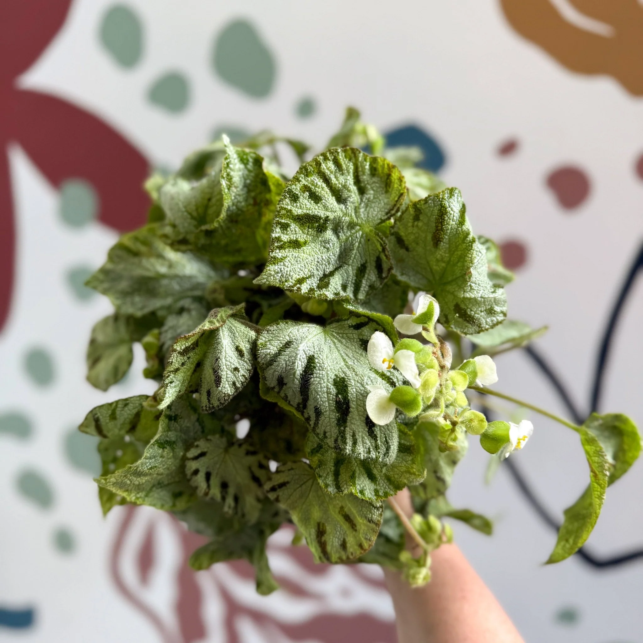 Begonia rex 'Silver Jewel' - Welsh Grown - Image 4
