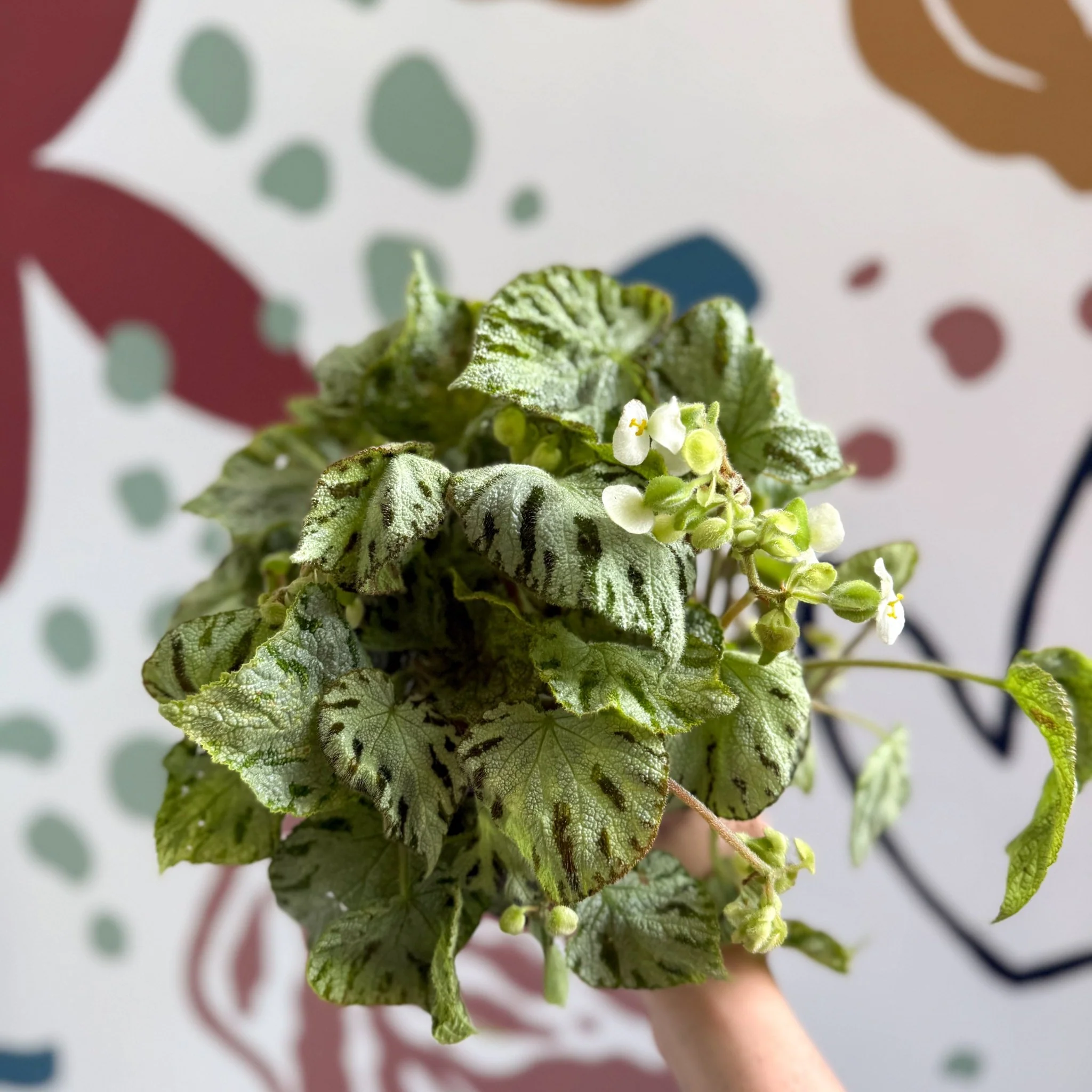 Begonia rex 'Silver Jewel' - Welsh Grown - Image 5