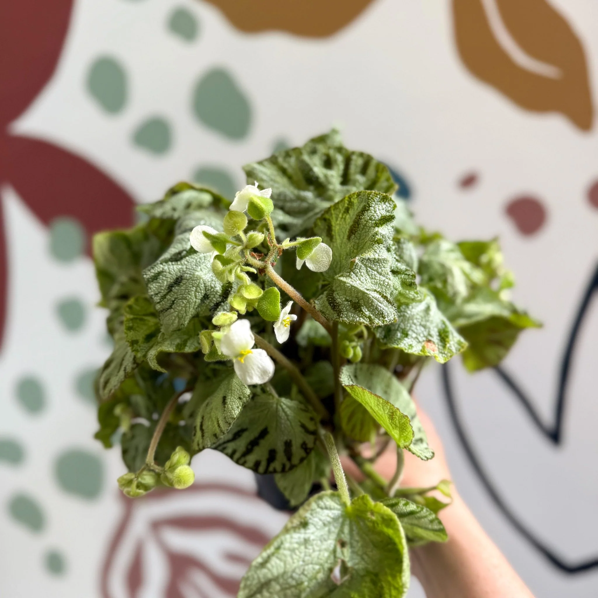 Begonia rex 'Silver Jewel' - Welsh Grown - Image 7