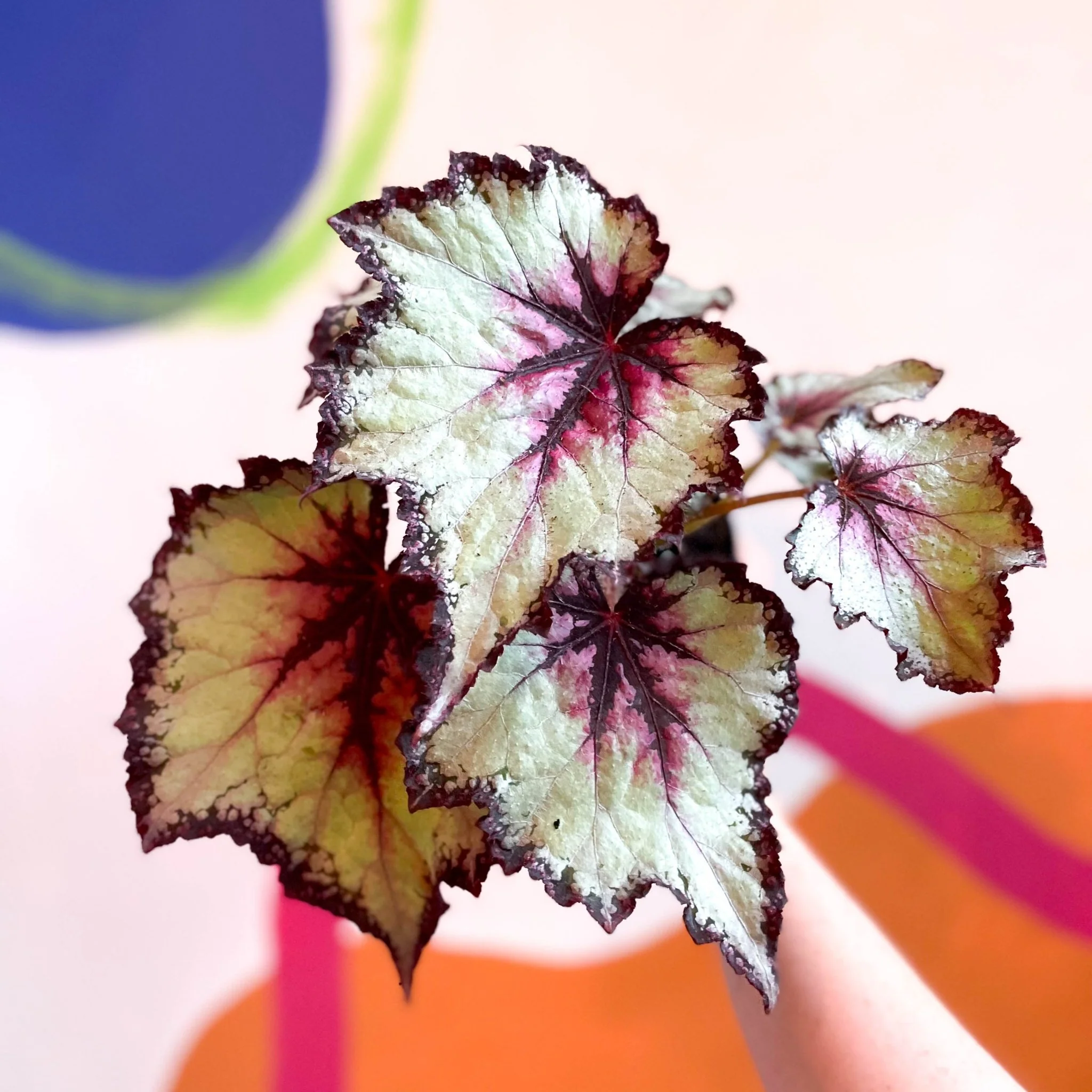 Begonia rex 'Silver Spirit' - Welsh Grown