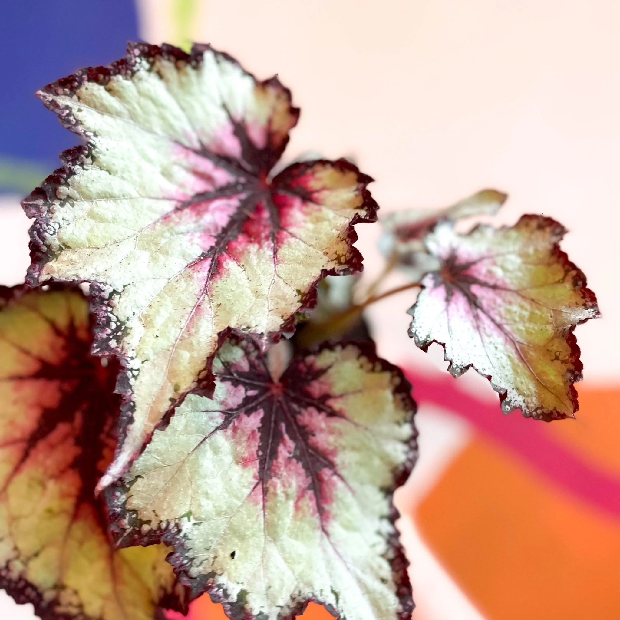 Begonia rex 'Silver Spirit' - Welsh Grown - Image 2