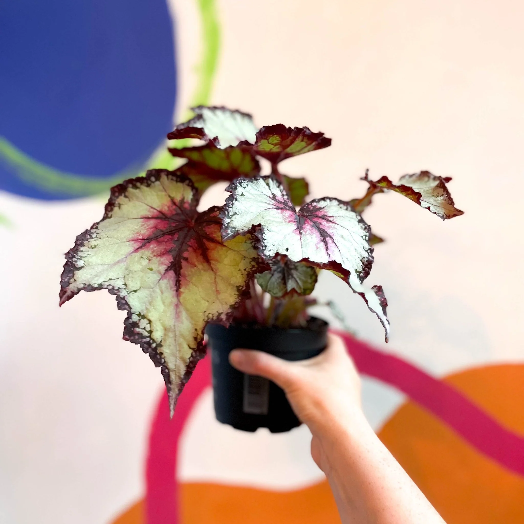 Begonia rex 'Silver Spirit' - Welsh Grown - Image 3