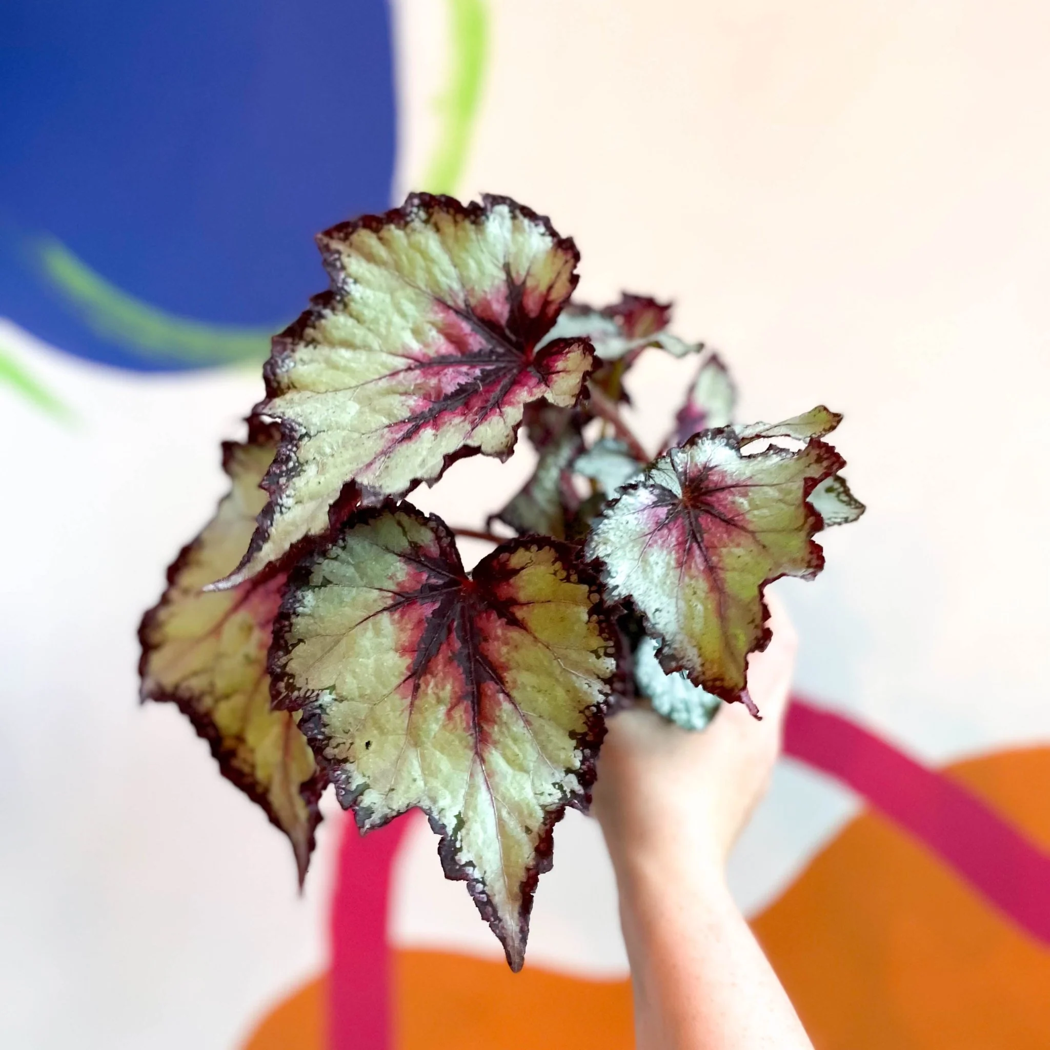 Begonia rex 'Silver Spirit' - Welsh Grown - Image 4