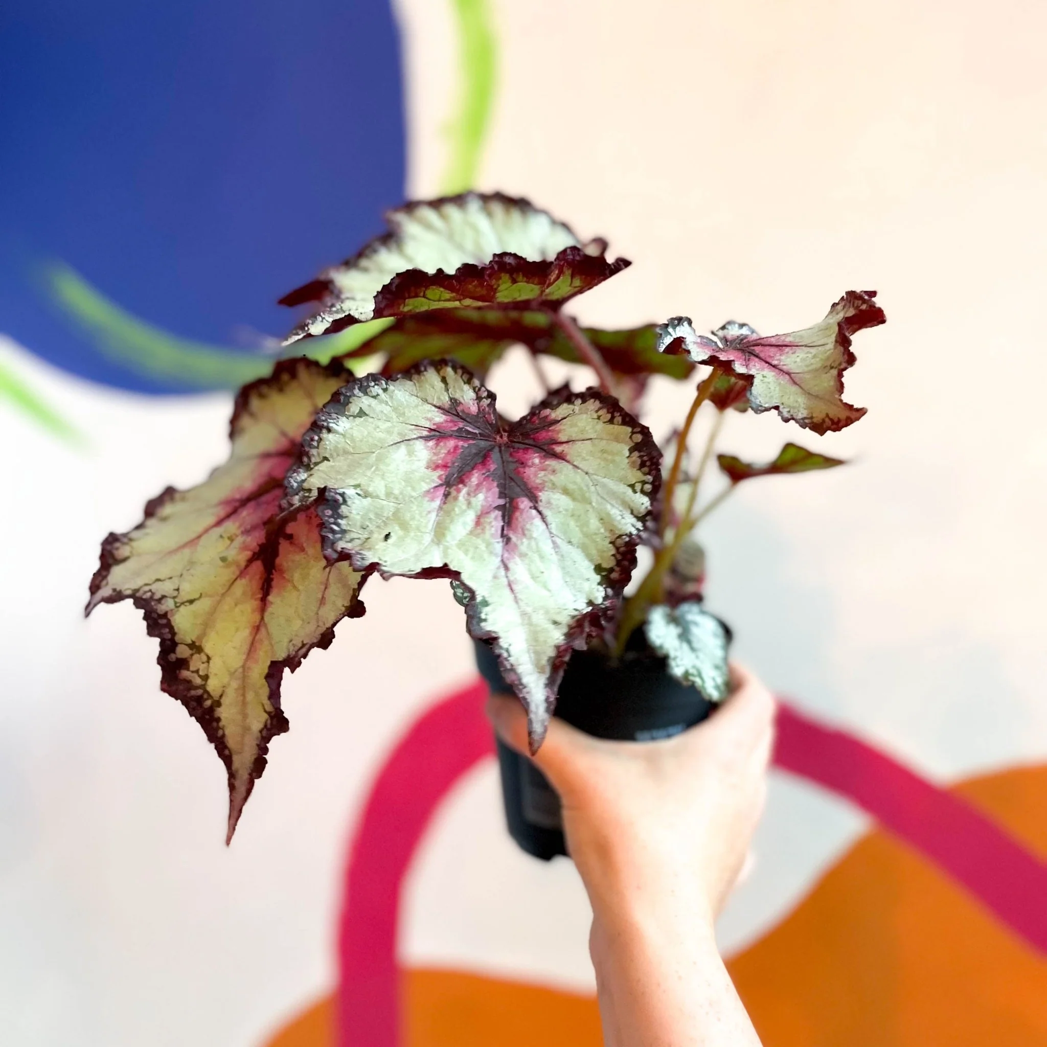 Begonia rex 'Silver Spirit' - Welsh Grown - Image 5
