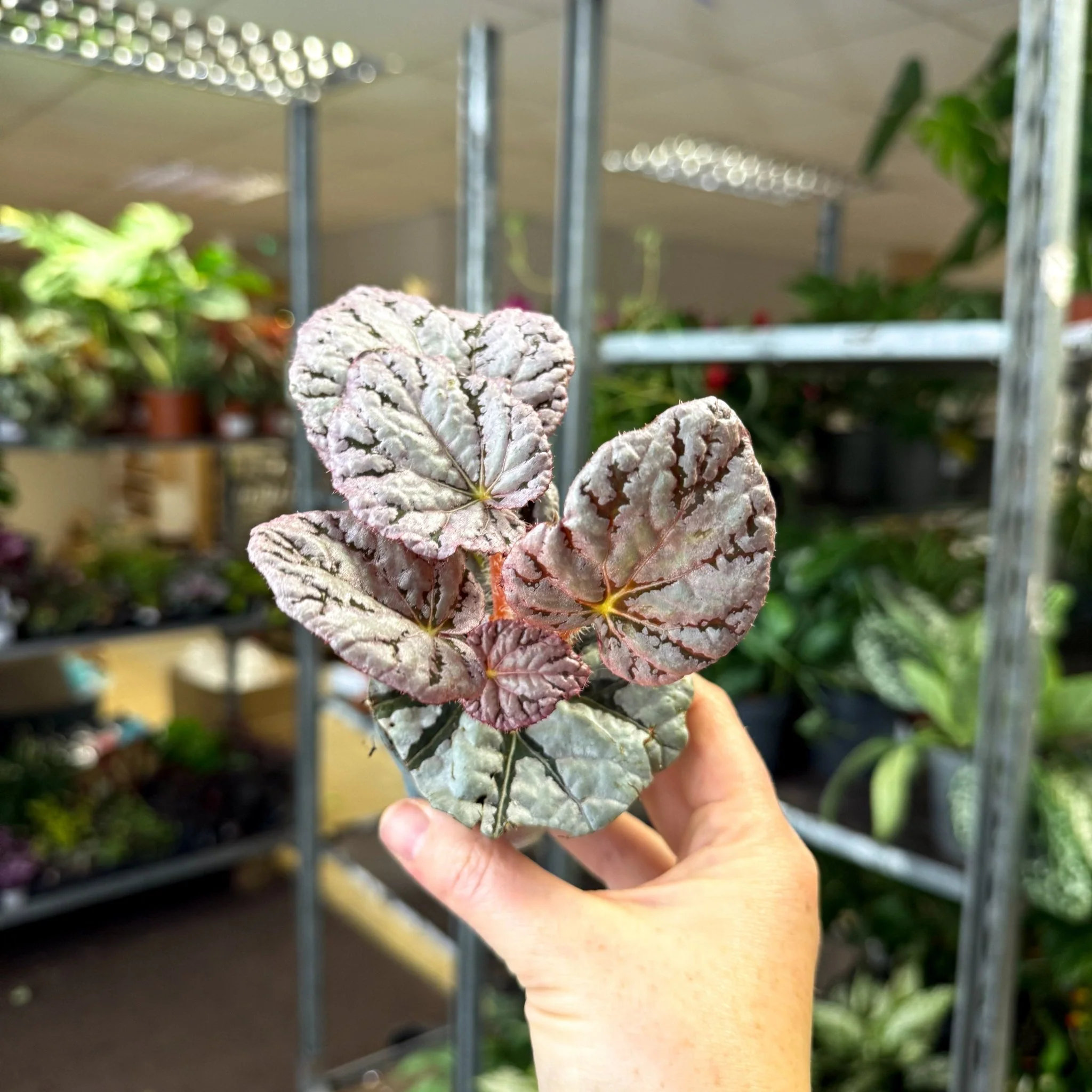 Begonia rex 'Spirit Of Bali' - Image 2