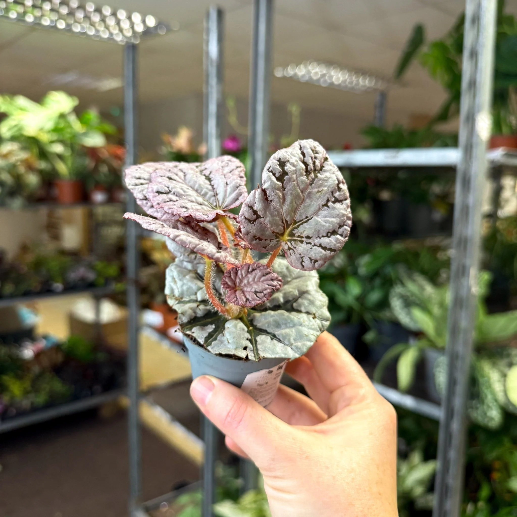 Begonia rex 'Spirit Of Bali' - Image 3