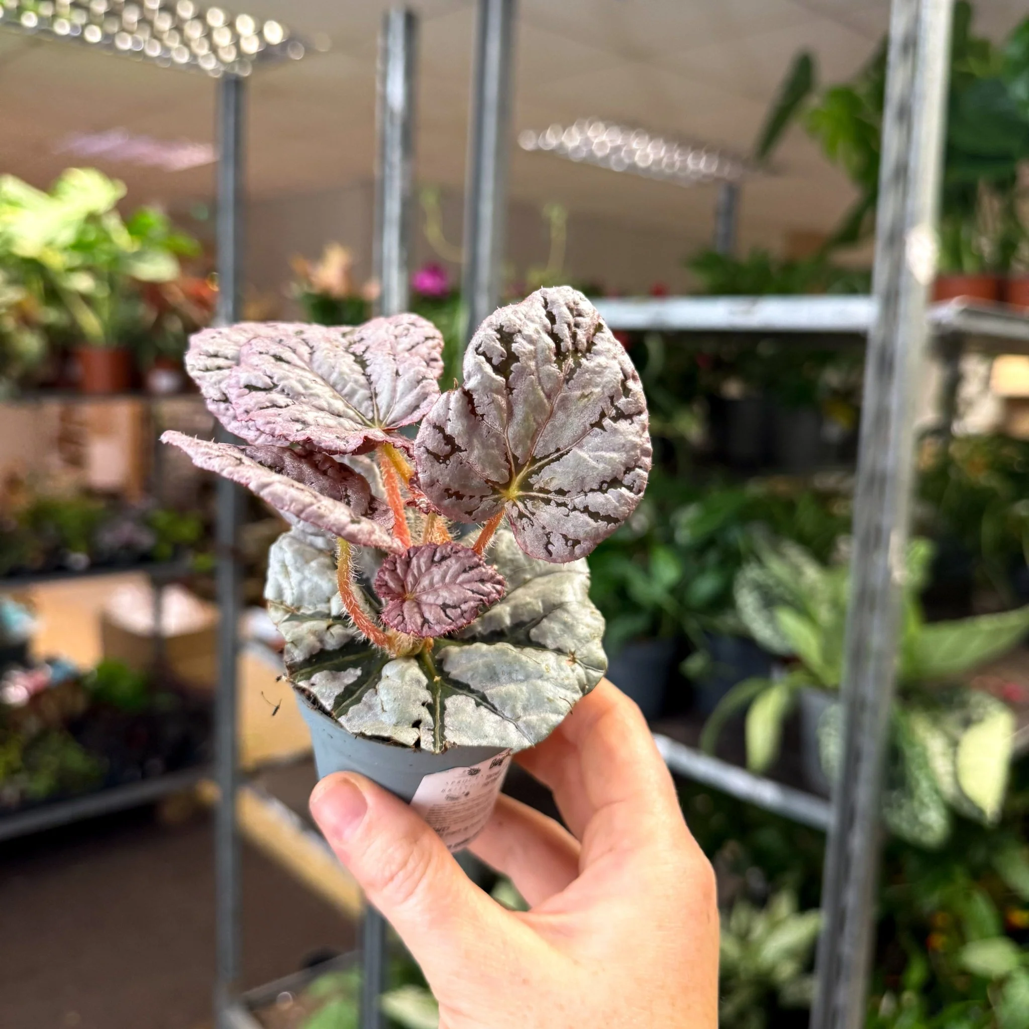 Begonia rex 'Spirit Of Bali' - Image 4