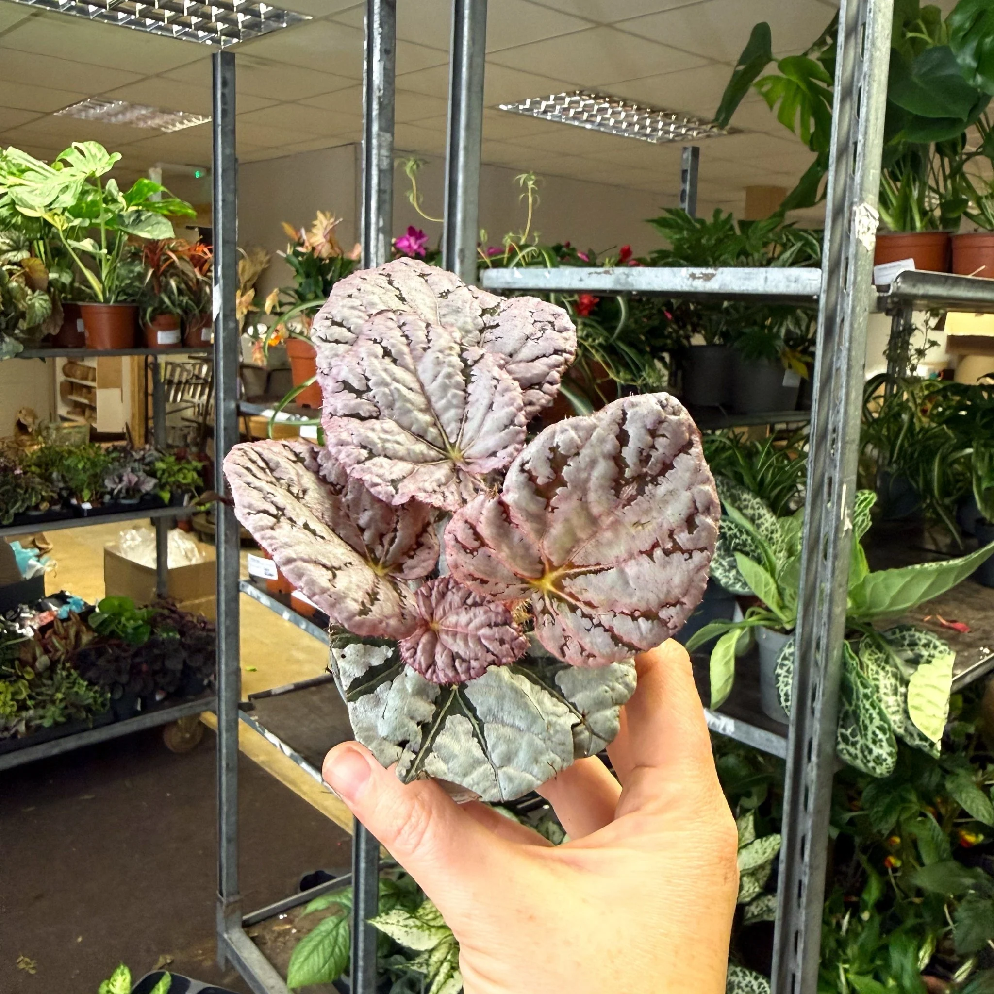 Begonia rex 'Spirit Of Bali' - Image 6