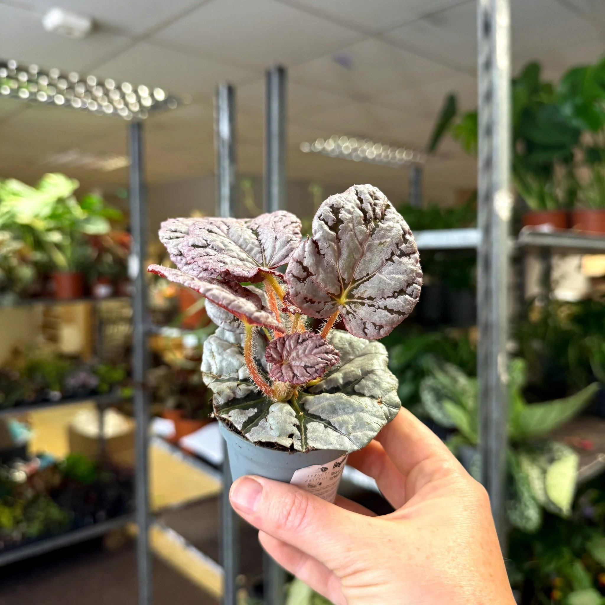 Begonia rex 'Spirit Of Bali' - Image 8