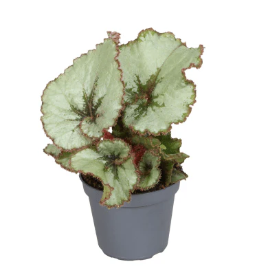 Begonia rex 'Spirit Of Java'
