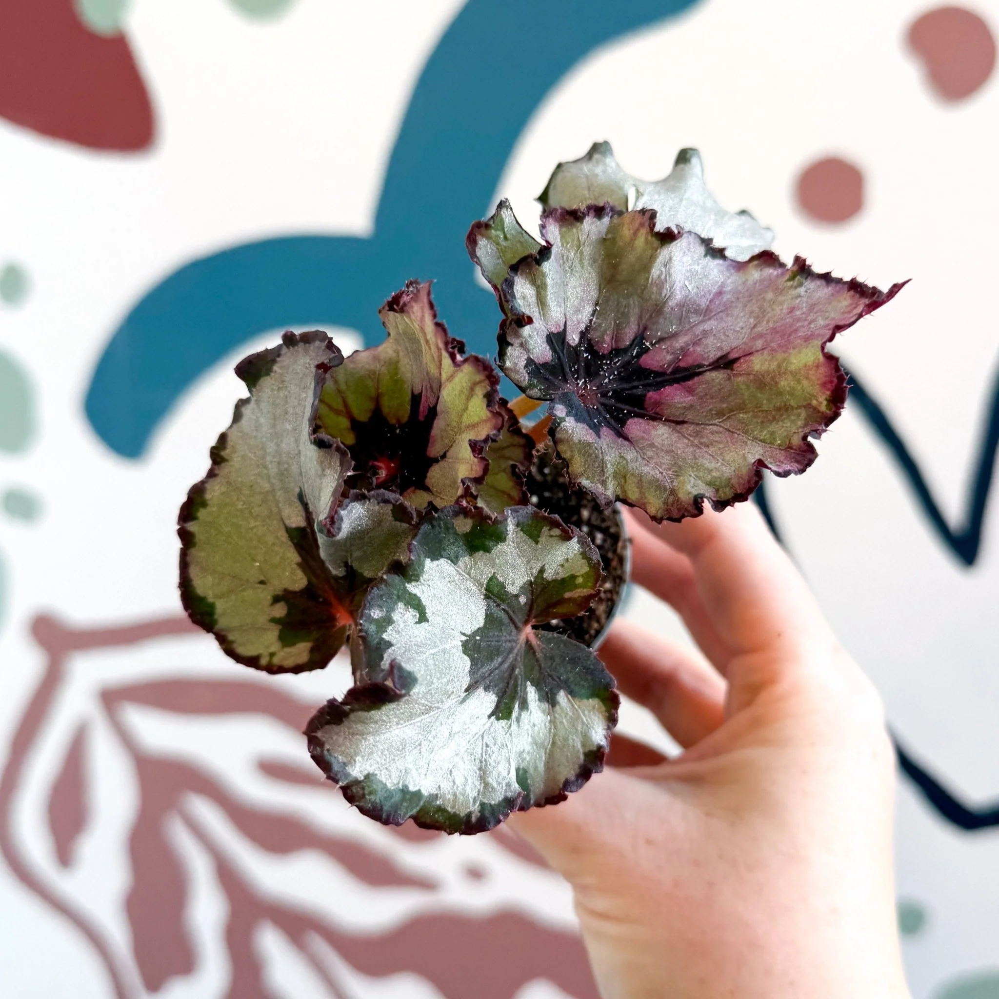Begonia rex 'Spirit Of Kwale'