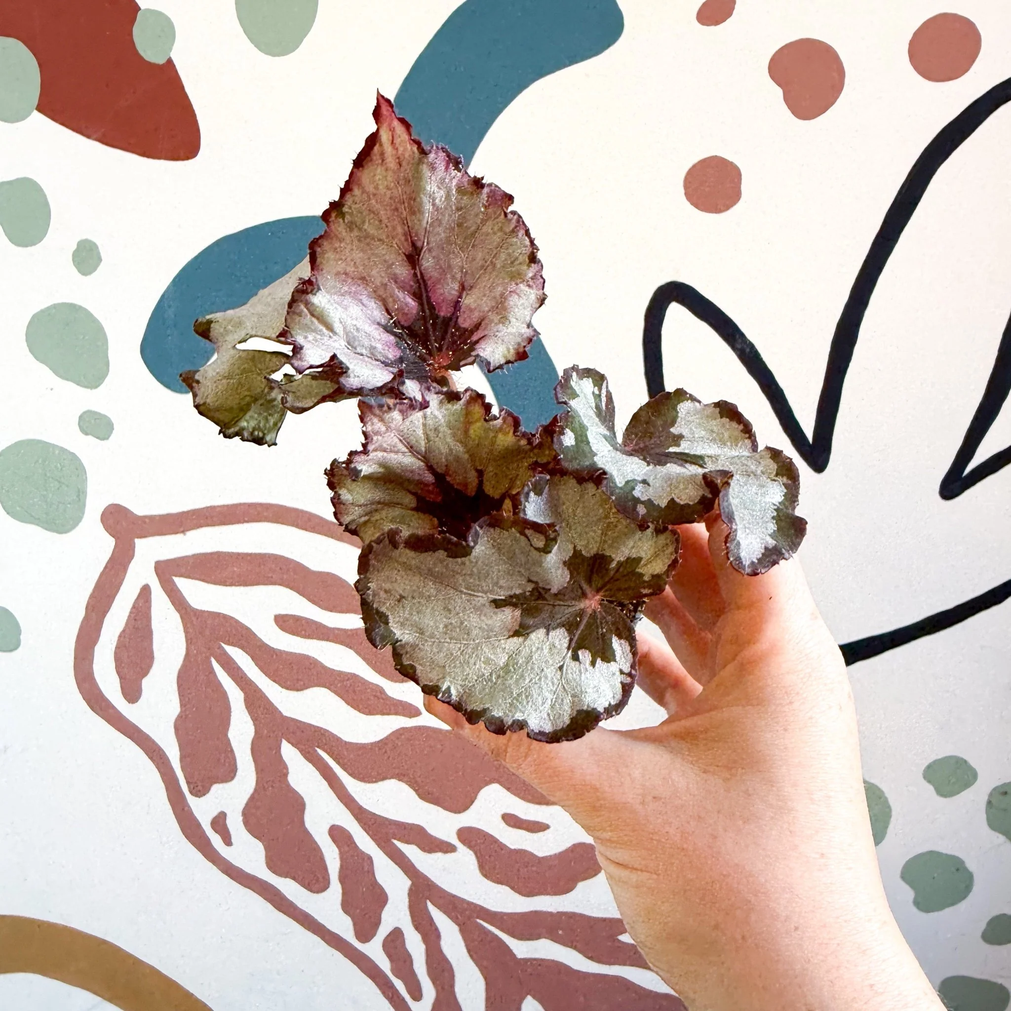 Begonia rex 'Spirit Of Kwale' - Image 10