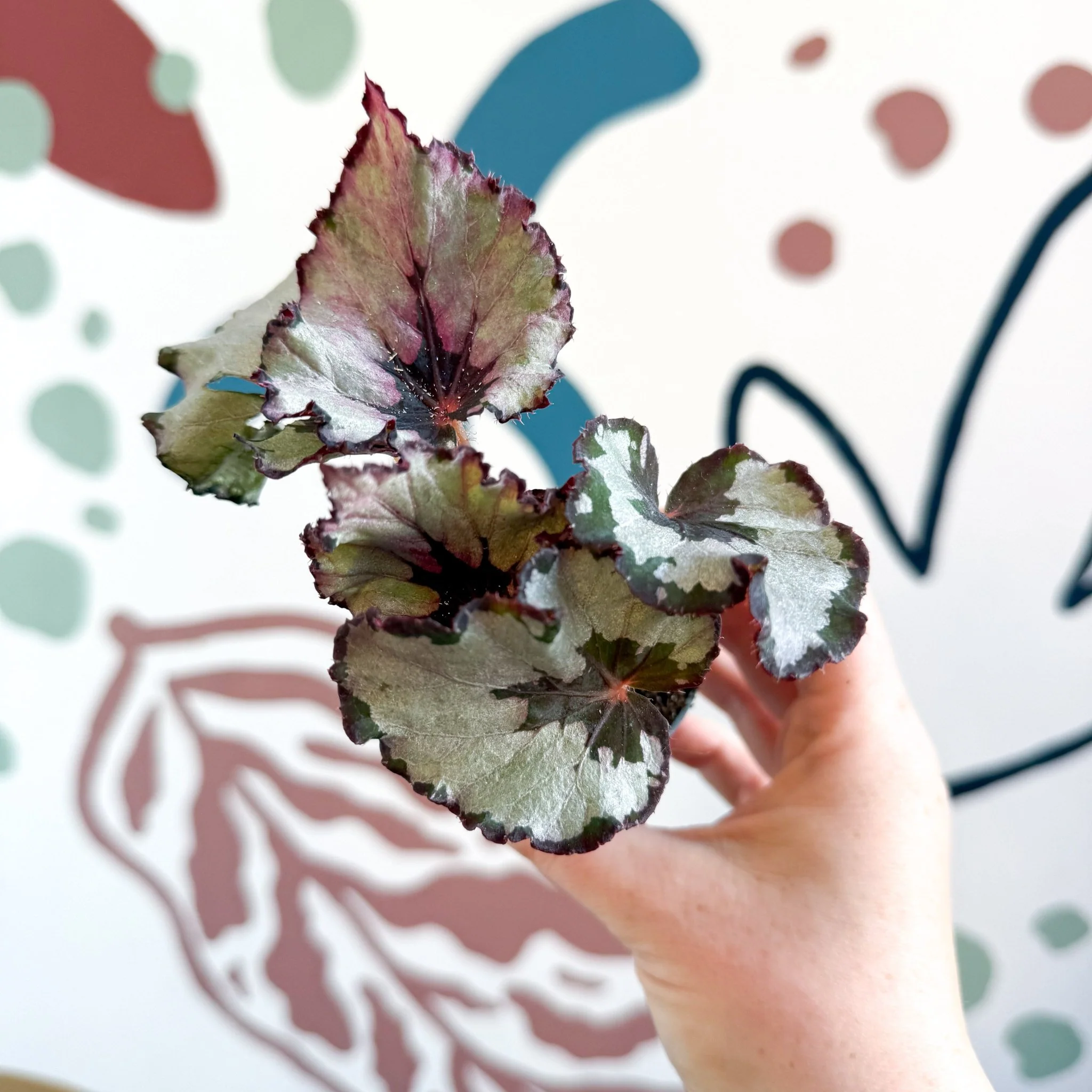 Begonia rex 'Spirit Of Kwale' - Image 11
