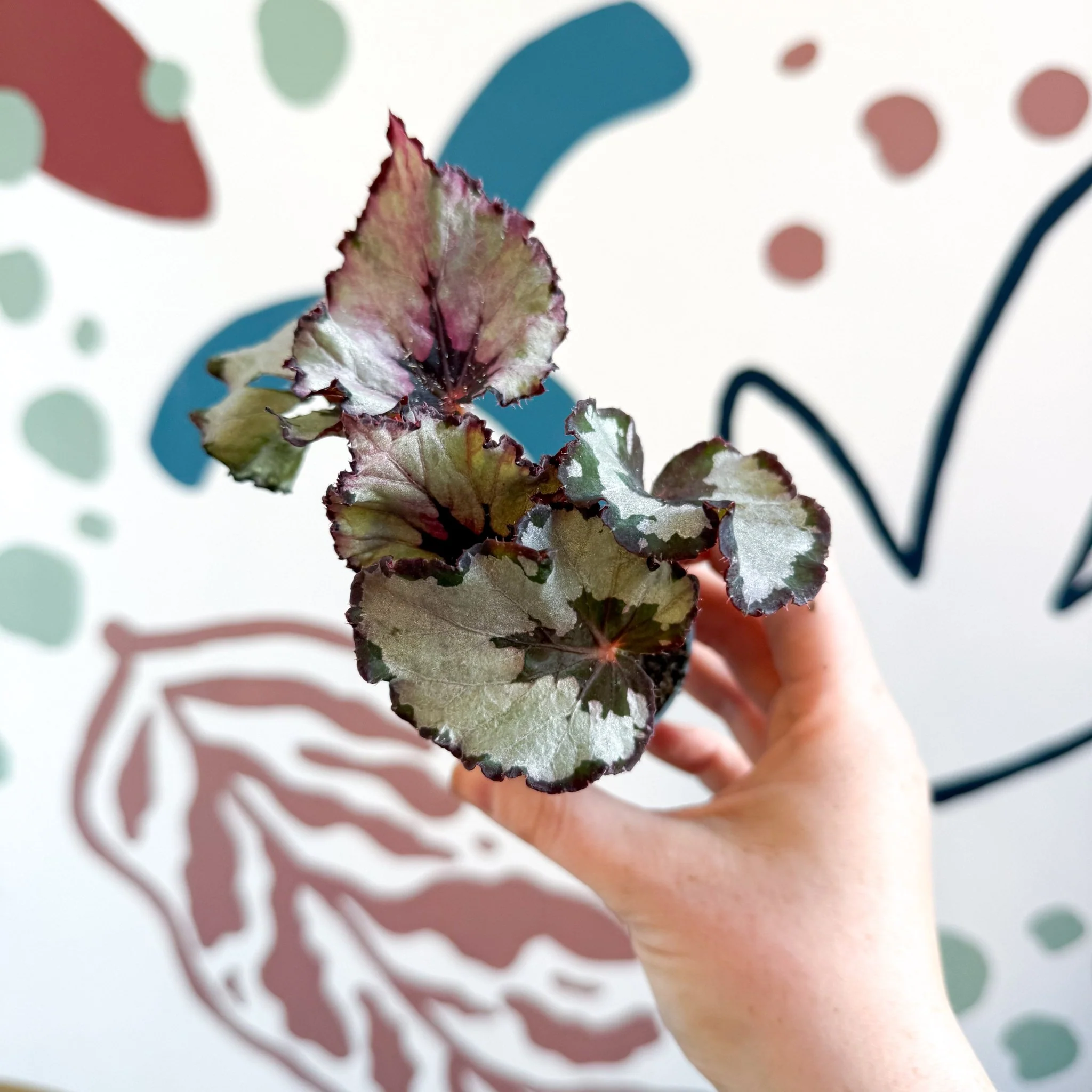 Begonia rex 'Spirit Of Kwale' - Image 12