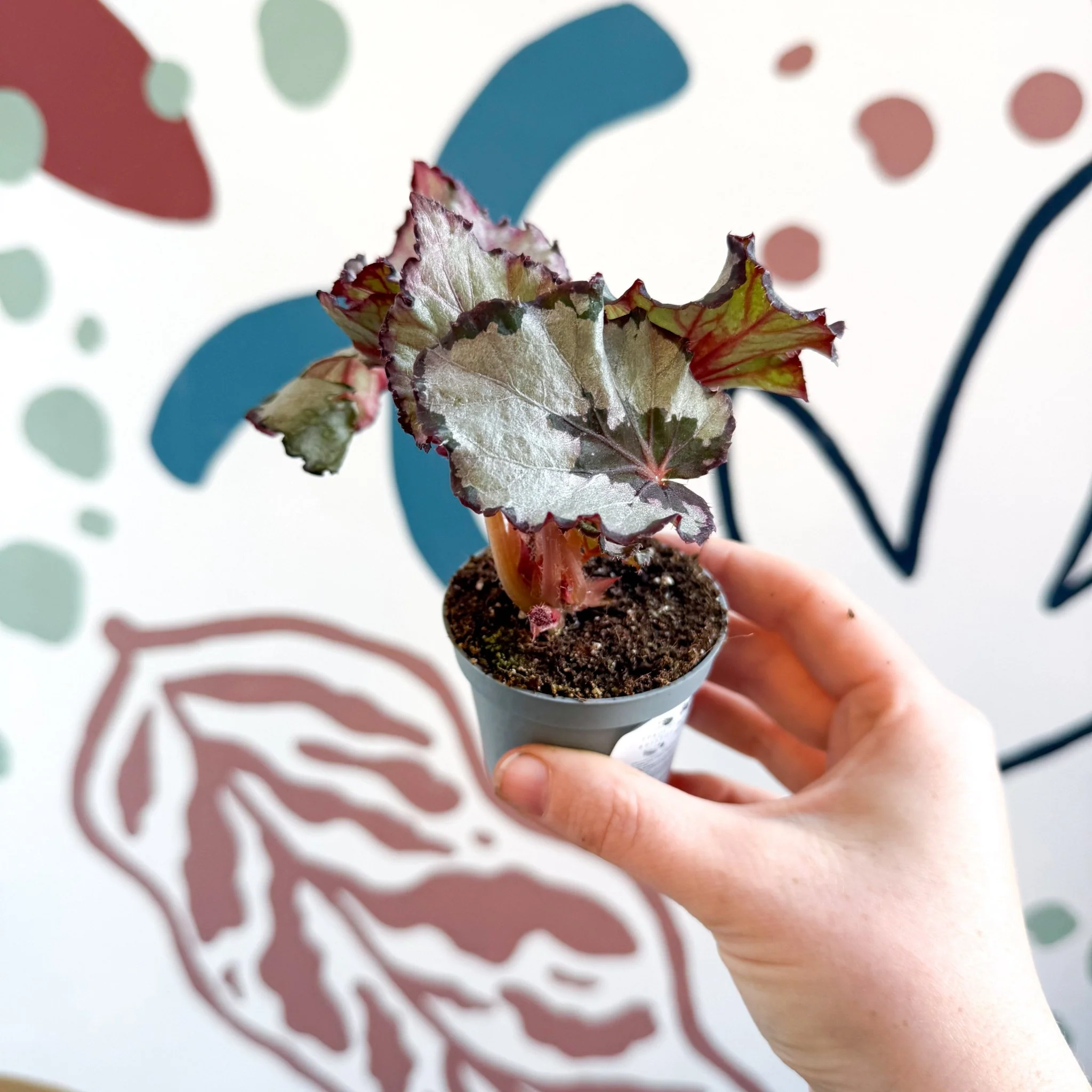Begonia rex 'Spirit Of Kwale' - Image 13