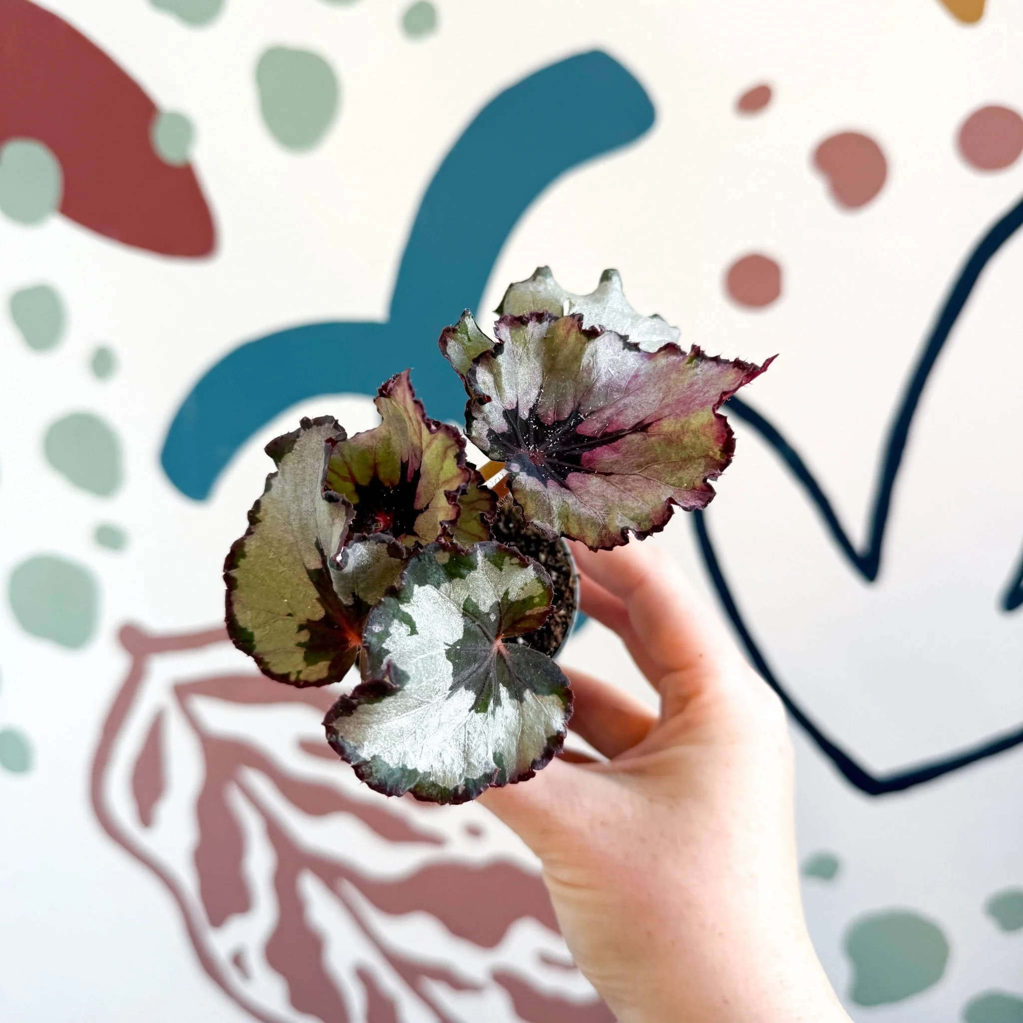 Begonia rex 'Spirit Of Kwale' - Image 15