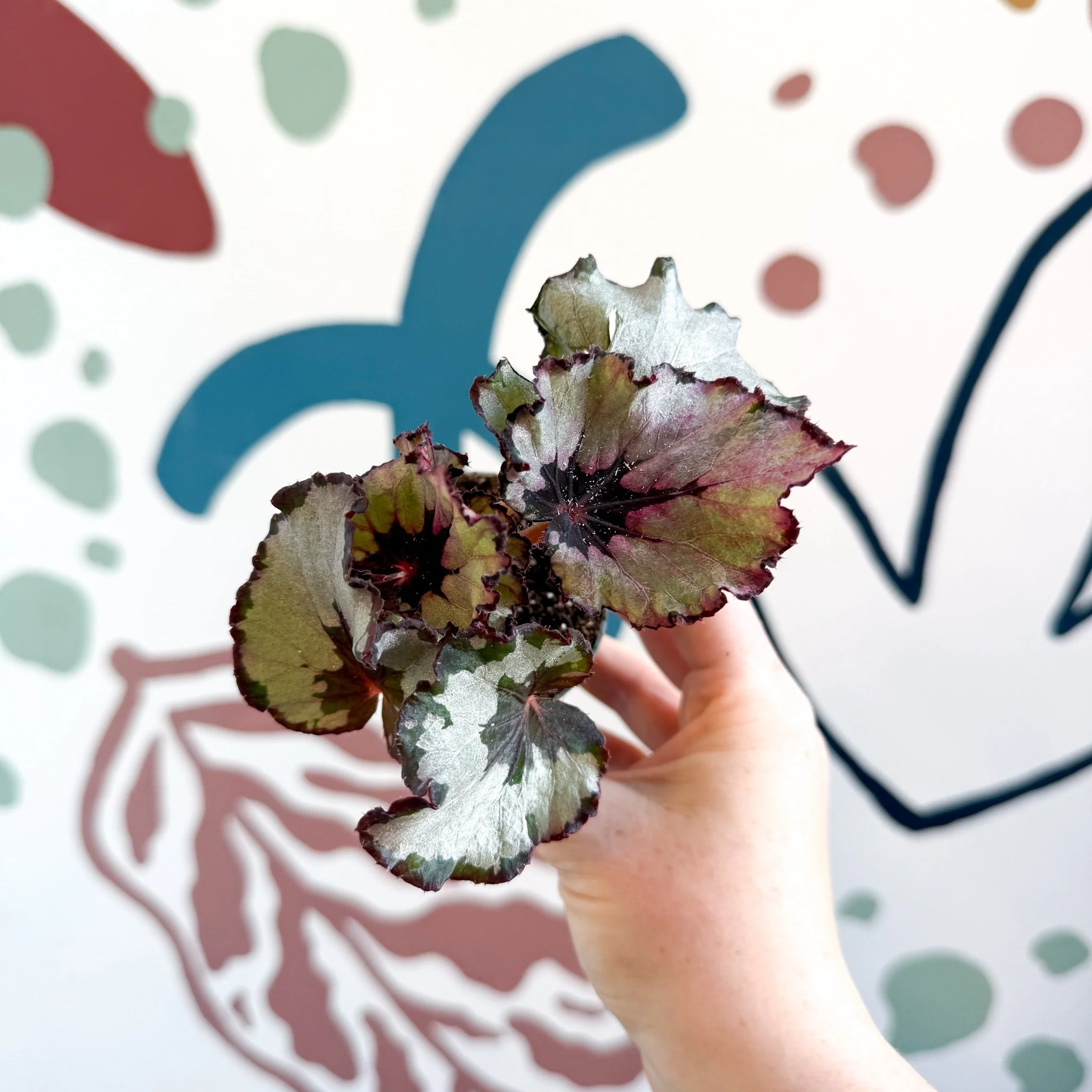 Begonia rex 'Spirit Of Kwale' - Image 16