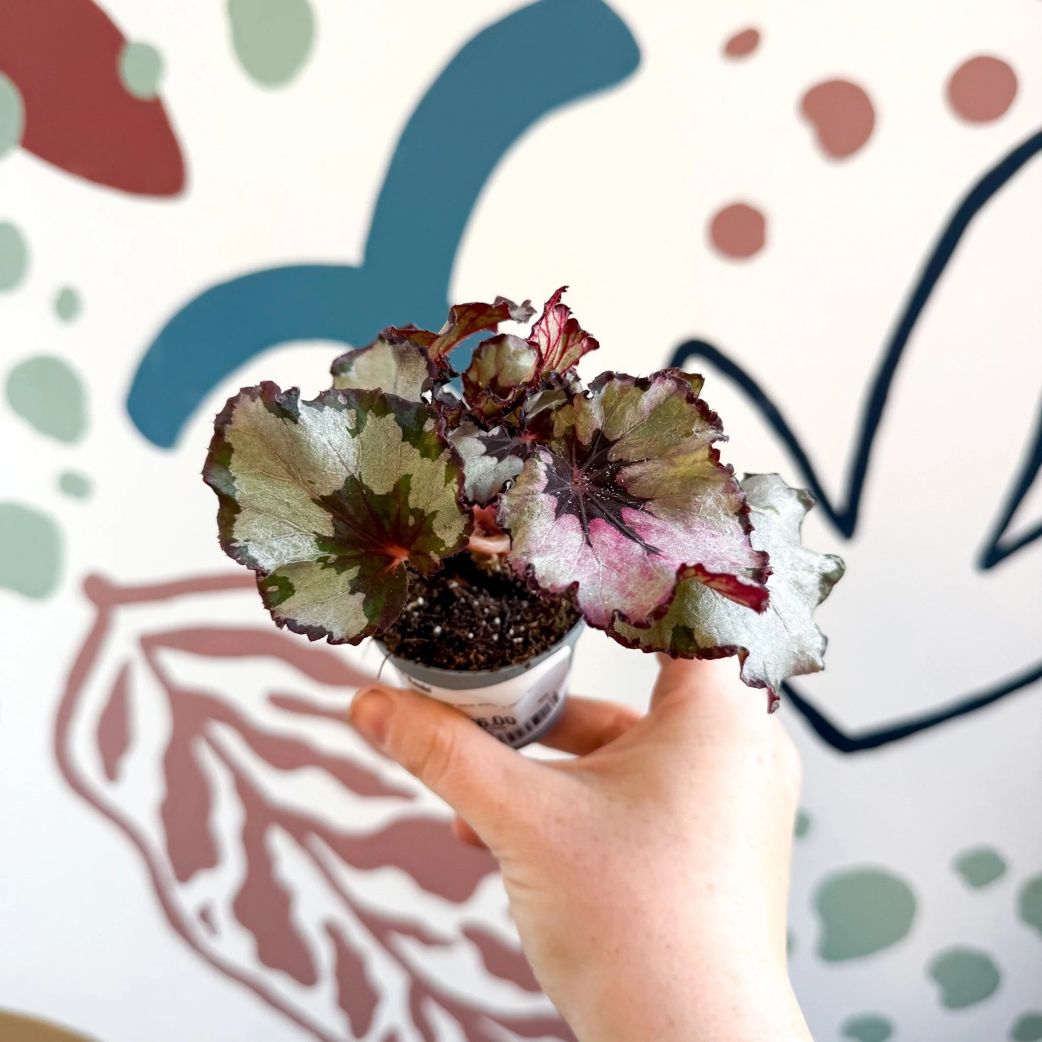 Begonia rex 'Spirit Of Kwale' - Image 2