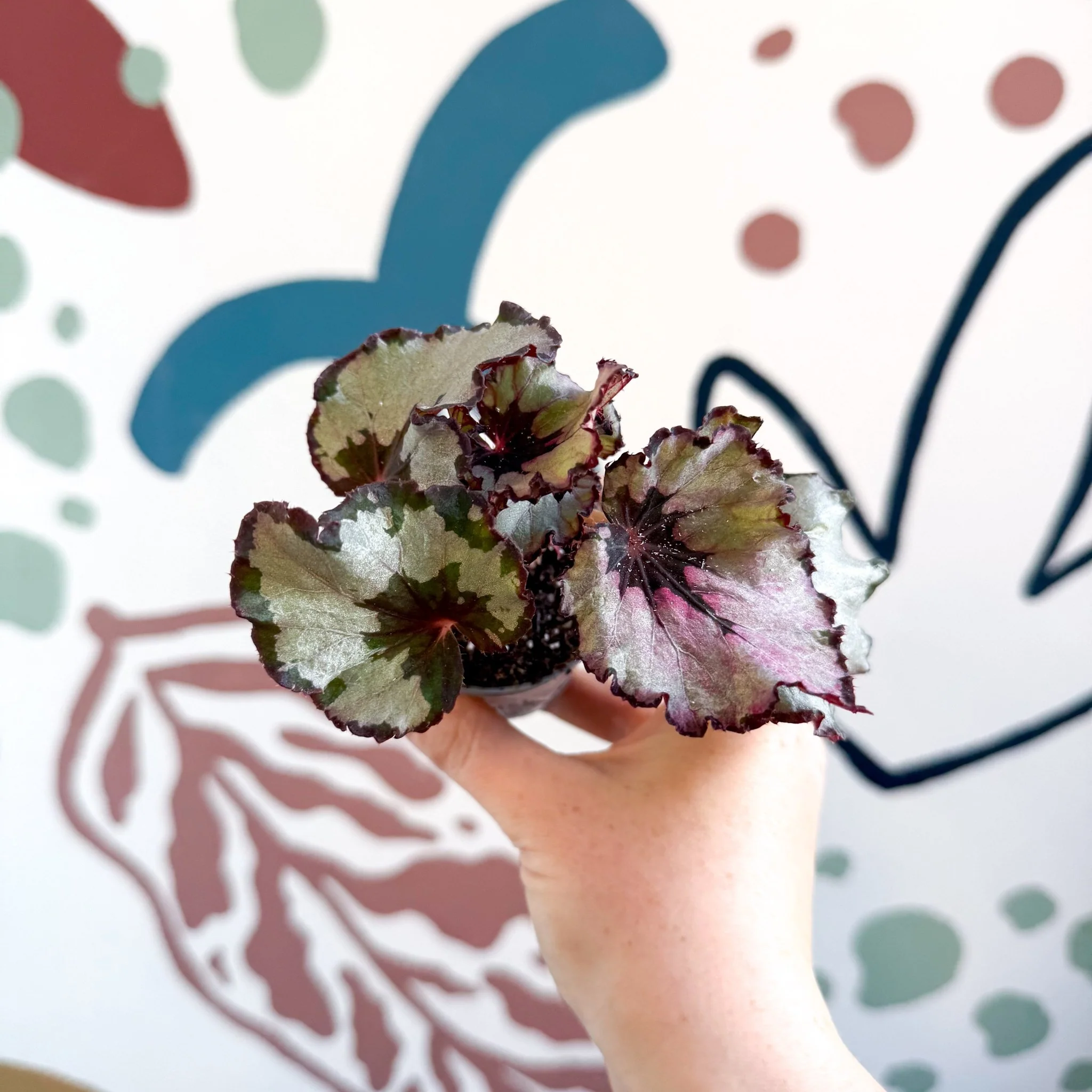 Begonia rex 'Spirit Of Kwale' - Image 3