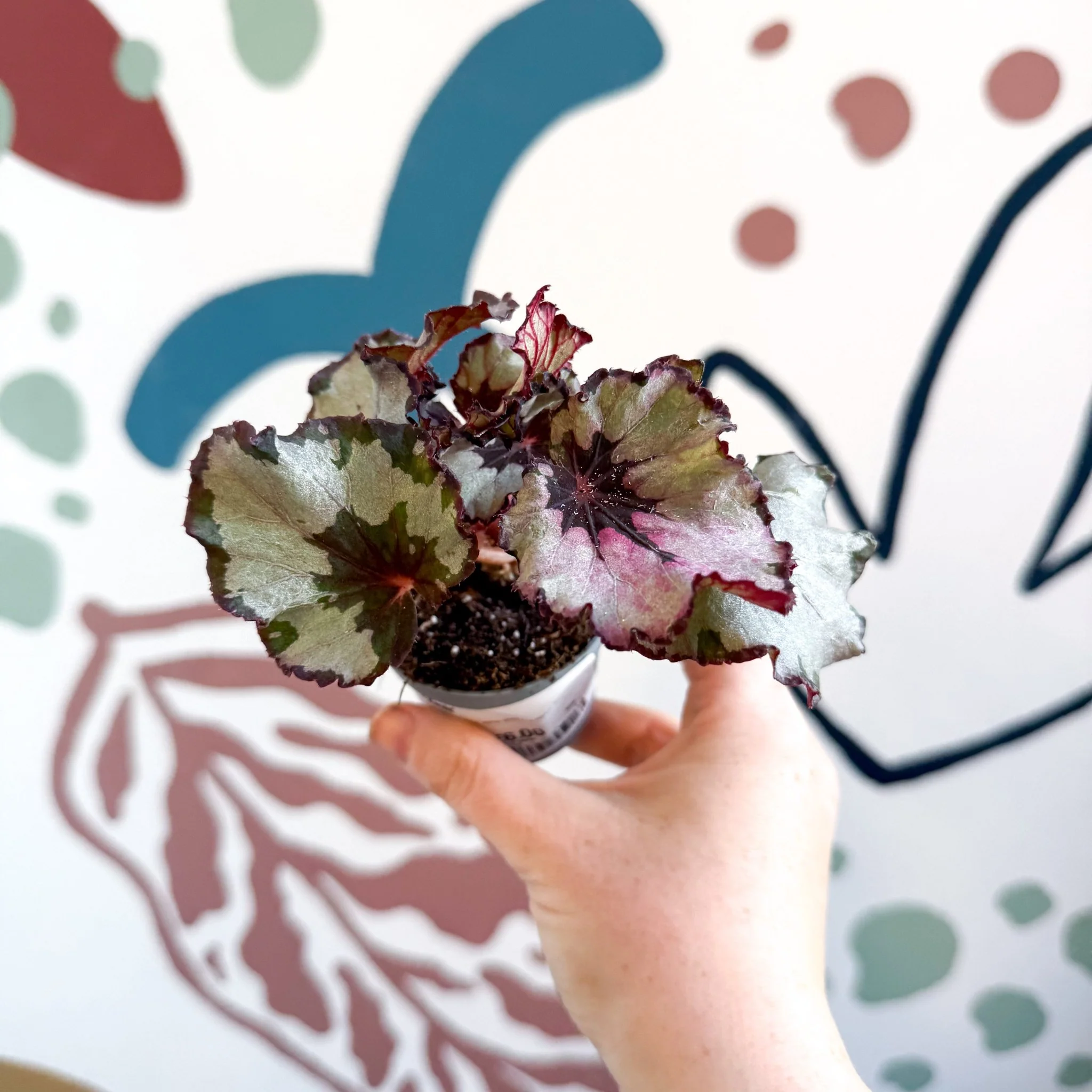 Begonia rex 'Spirit Of Kwale' - Image 4