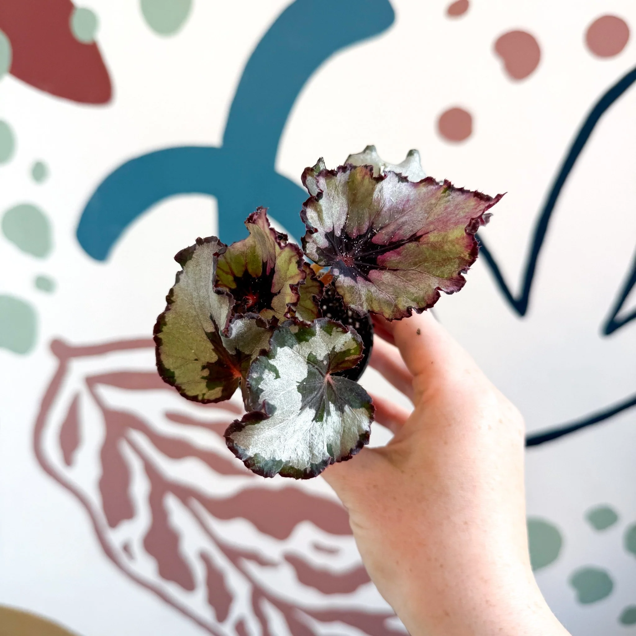 Begonia rex 'Spirit Of Kwale' - Image 6