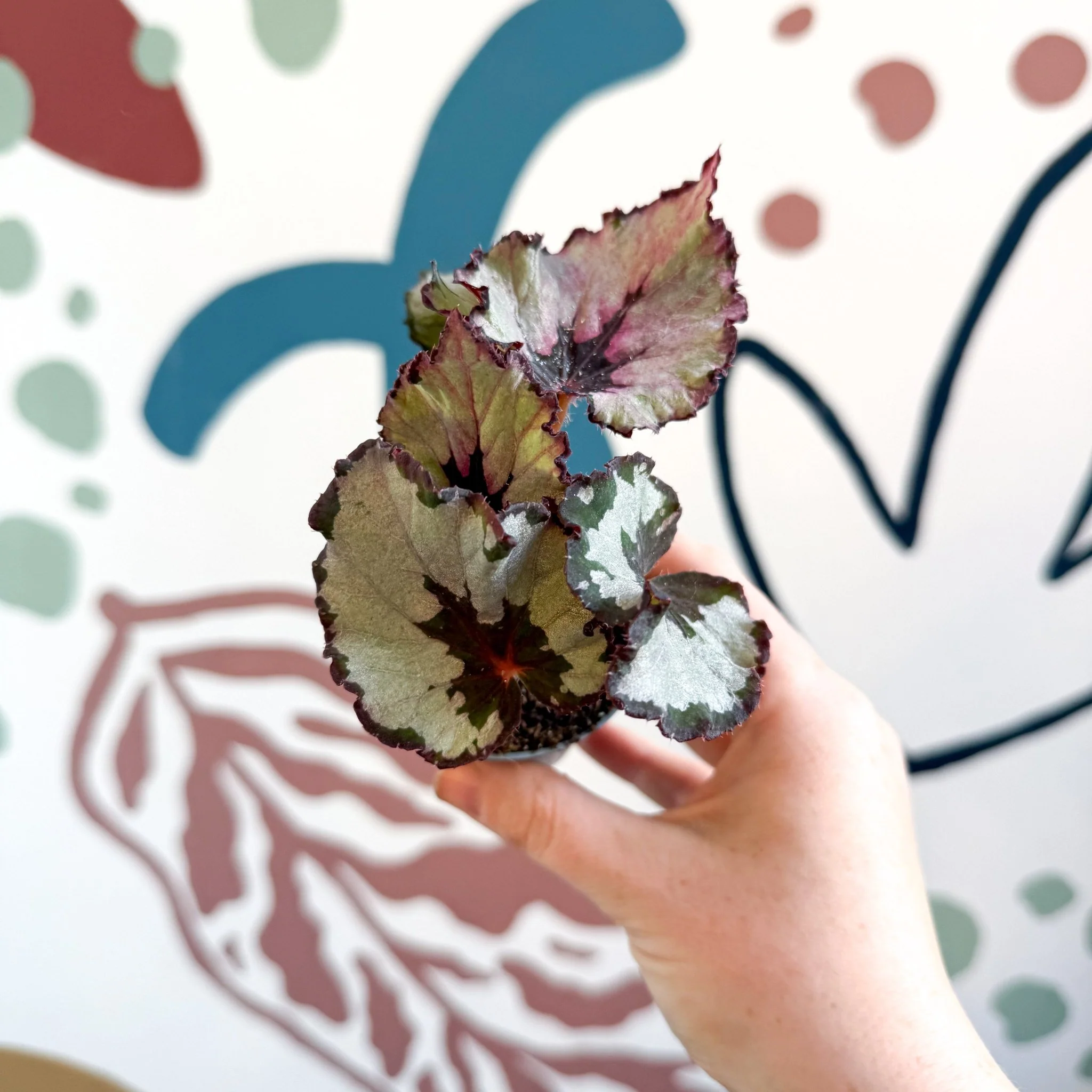 Begonia rex 'Spirit Of Kwale' - Image 7