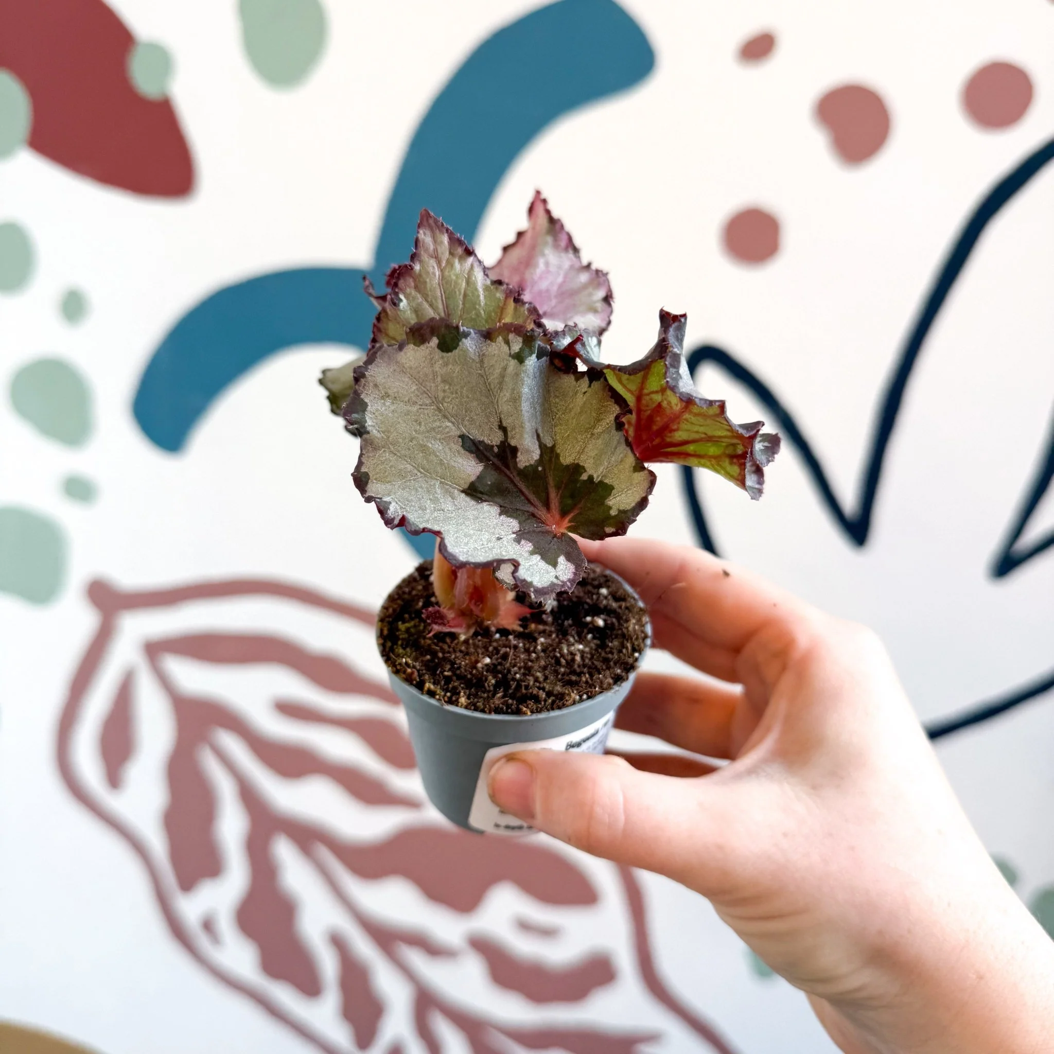 Begonia rex 'Spirit Of Kwale' - Image 8