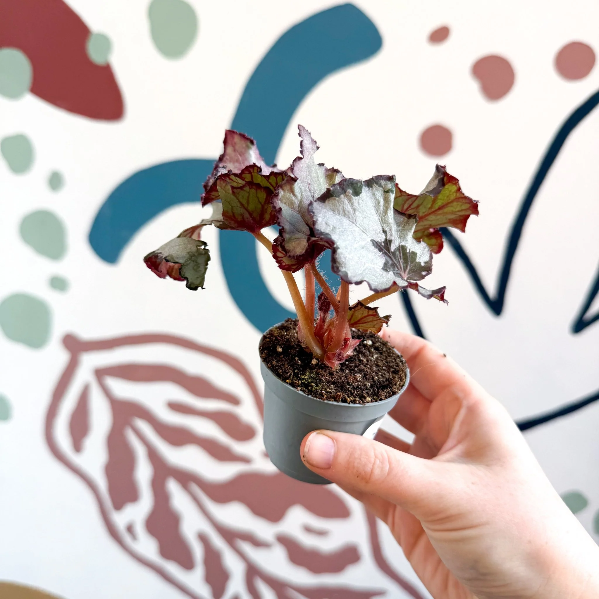 Begonia rex 'Spirit Of Kwale' - Image 9