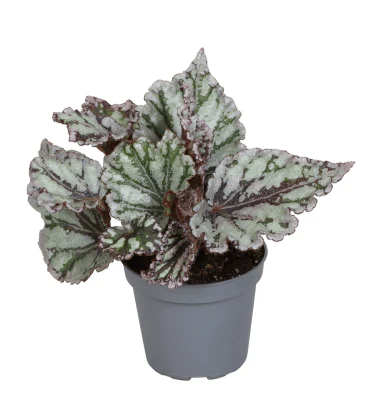 Begonia rex 'Spirit Of Sumatra'