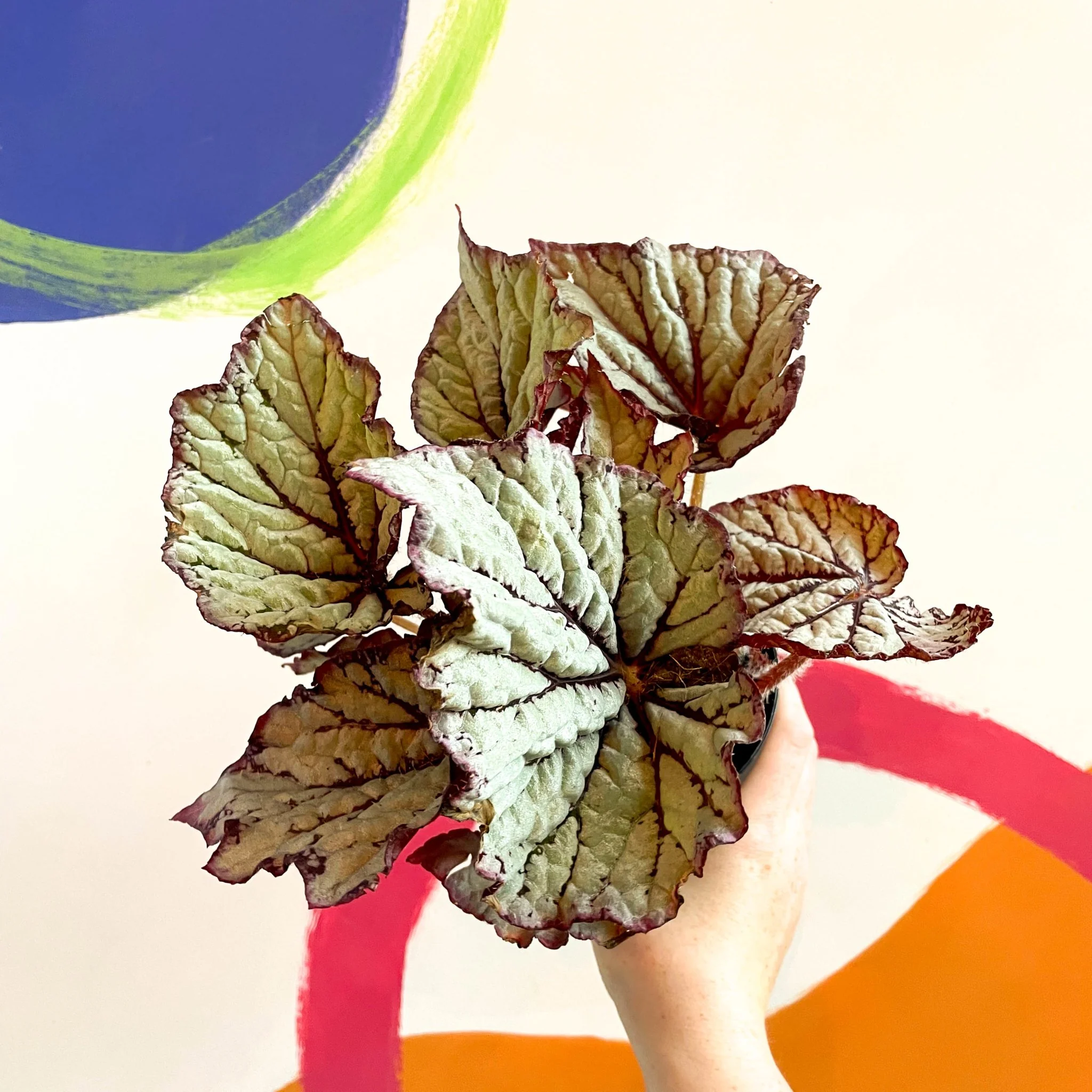 Begonia rex 'Star Light' - Welsh Grown