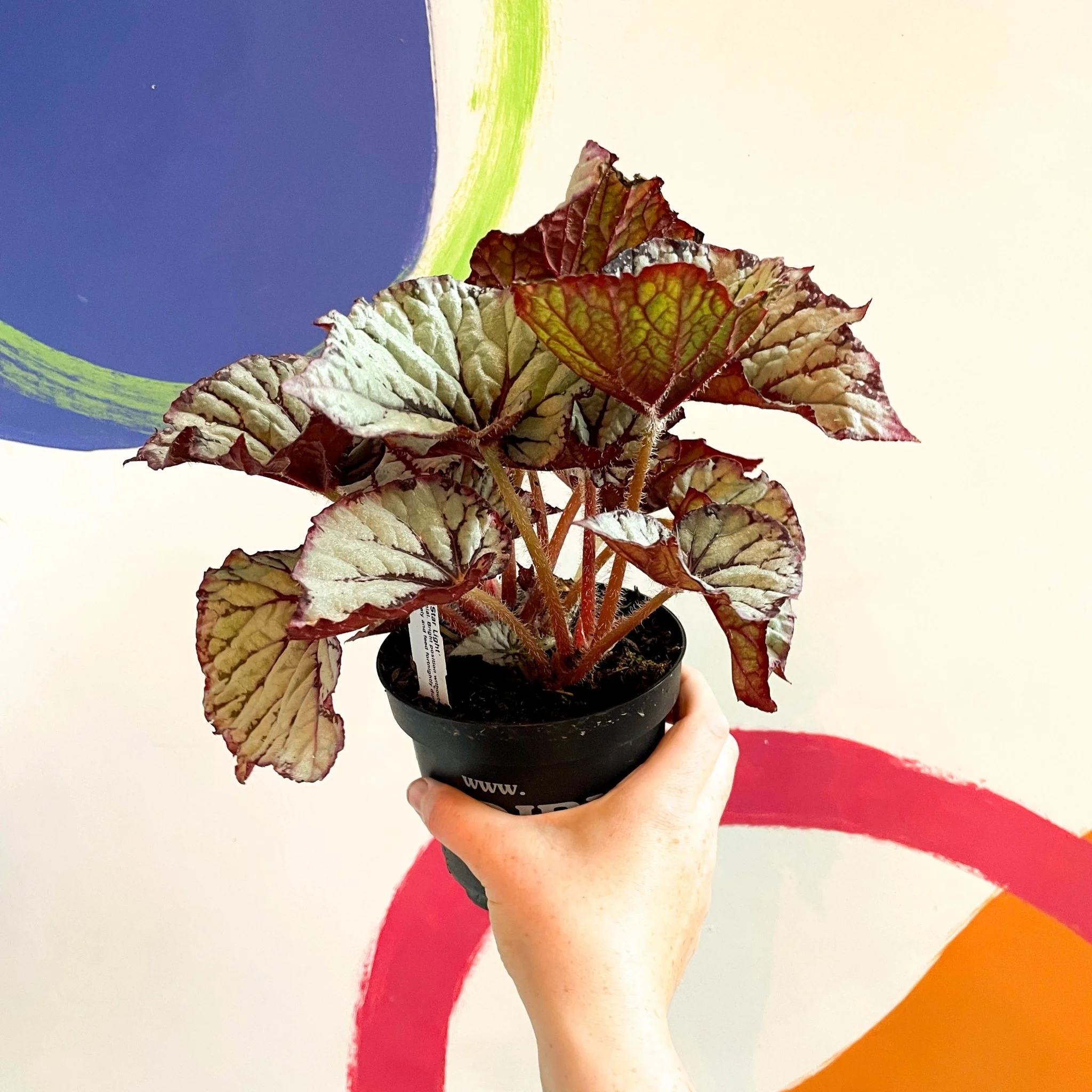 Begonia rex 'Star Light' - Welsh Grown - Image 2