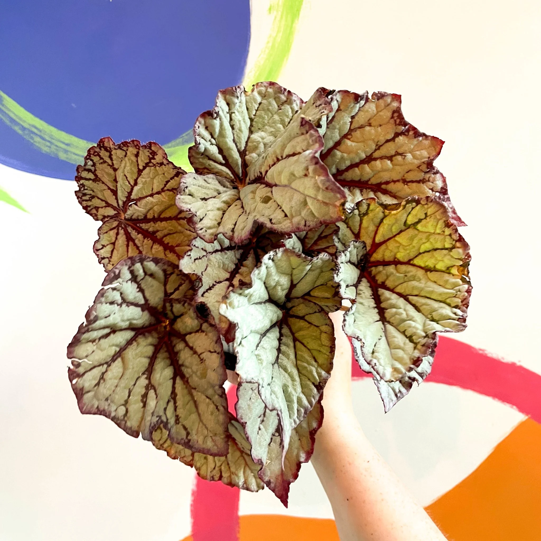 Begonia rex 'Star Light' - Welsh Grown - Image 3