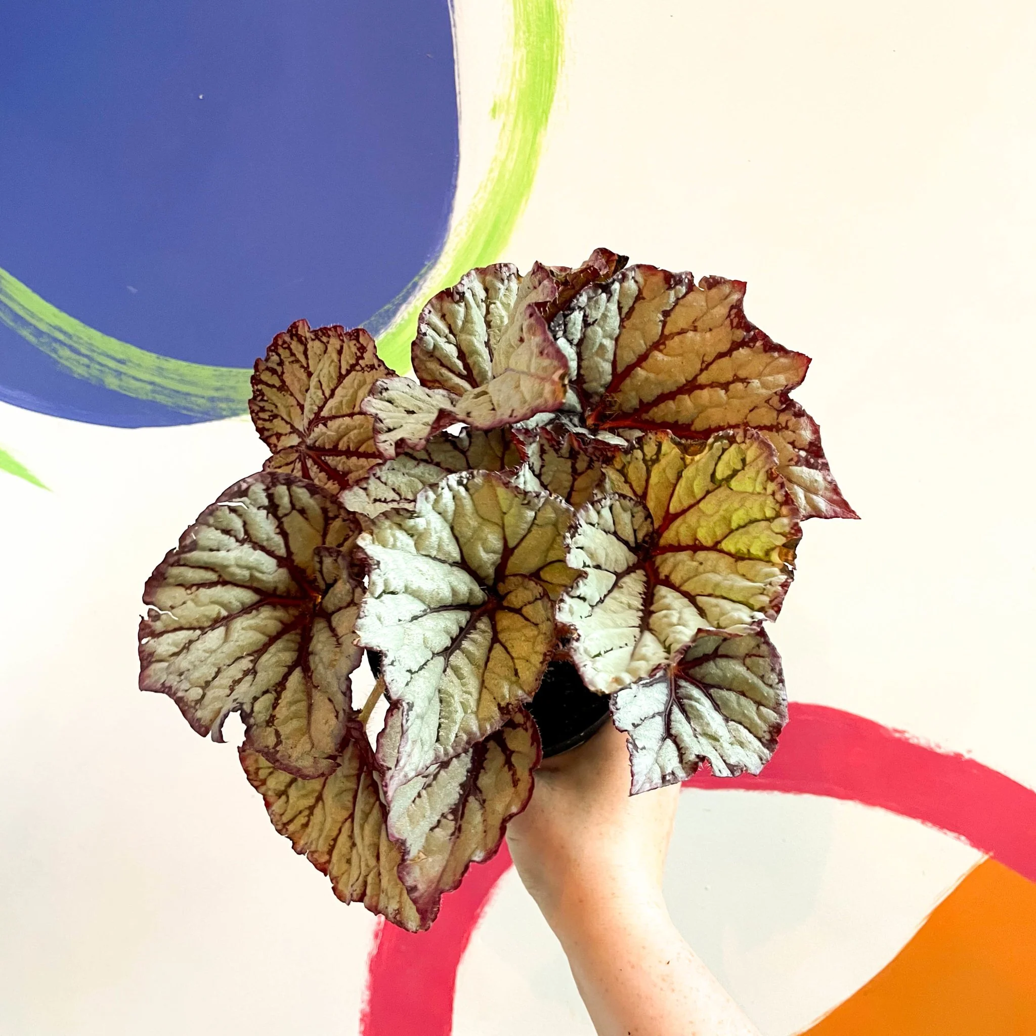 Begonia rex 'Star Light' - Welsh Grown - Image 4