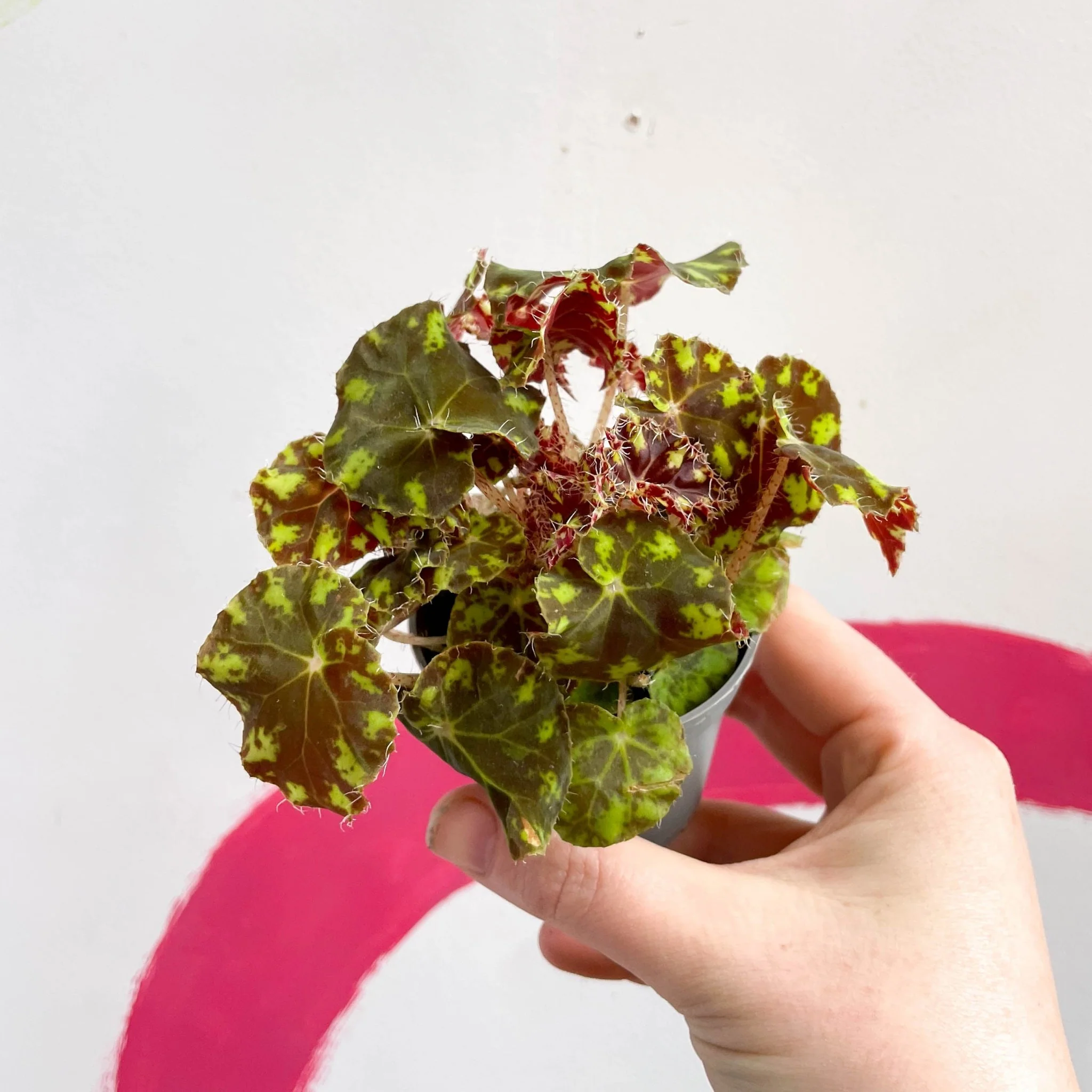 Begonia rex 'Tiger Paw' - Image 2