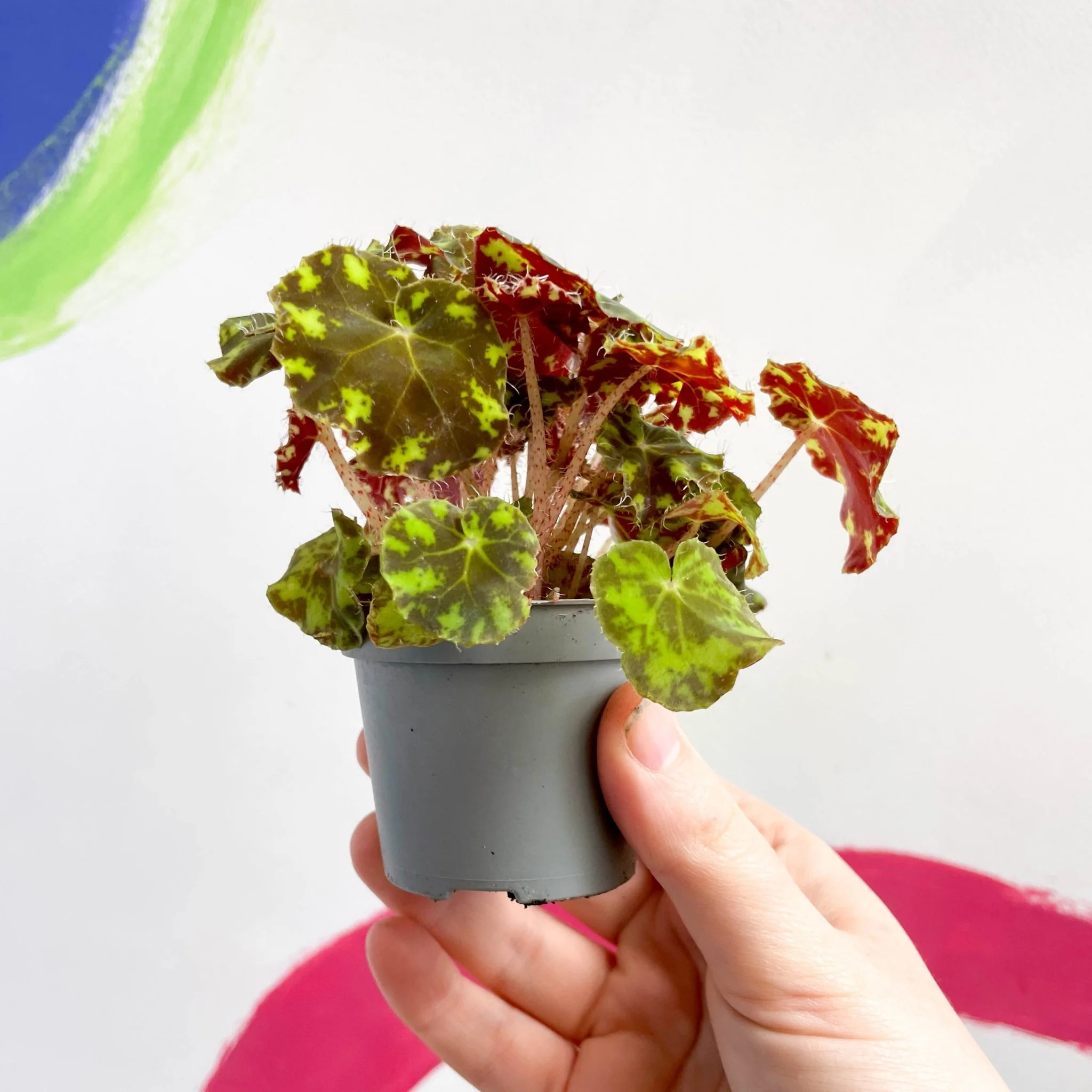 Begonia rex 'Tiger Paw' - Image 4