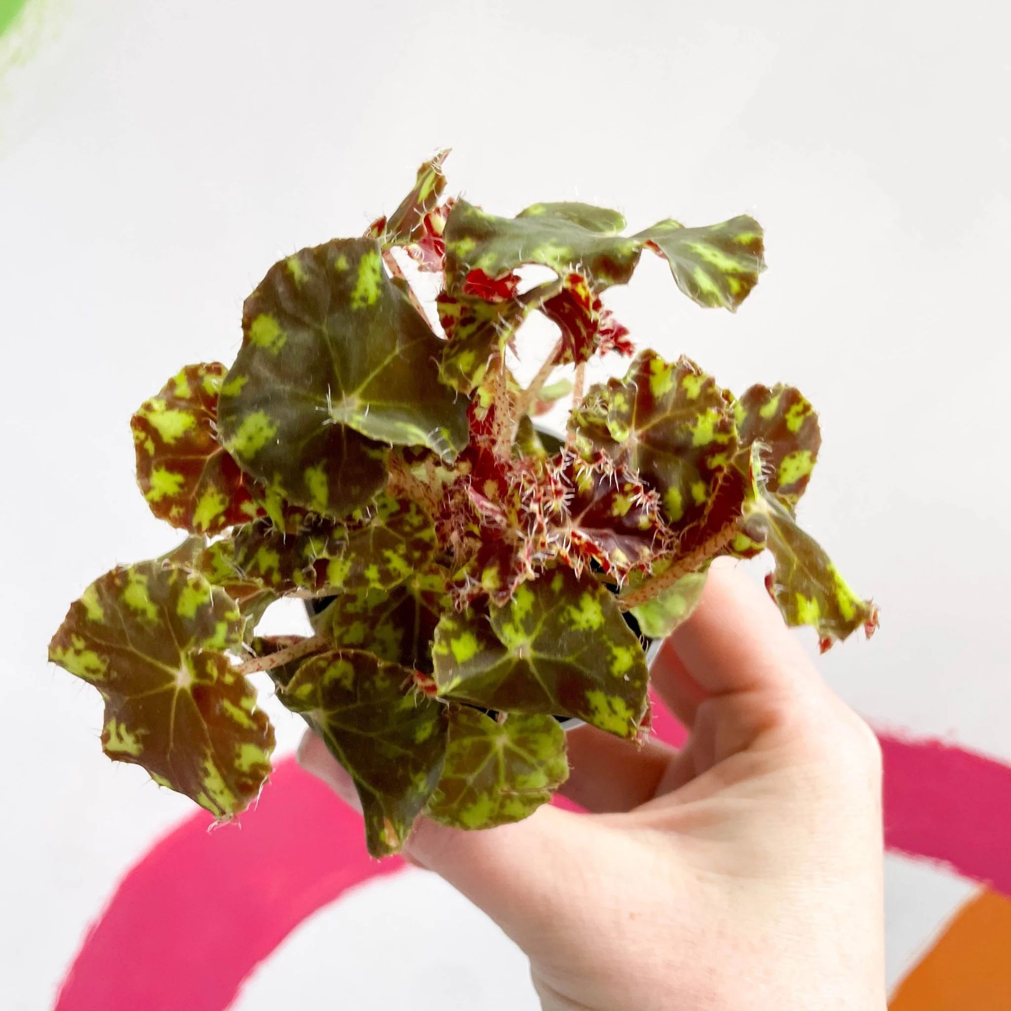 Begonia rex 'Tiger Paw' - Image 5