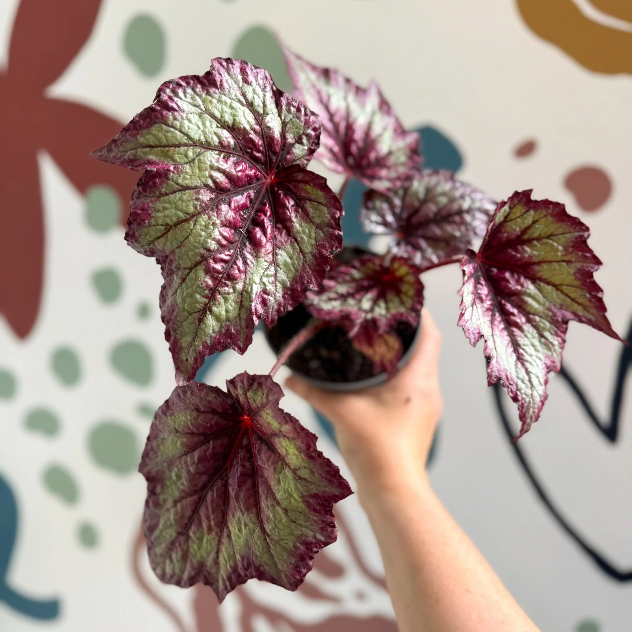 Begonia rex 'Wicked' - Welsh Grown