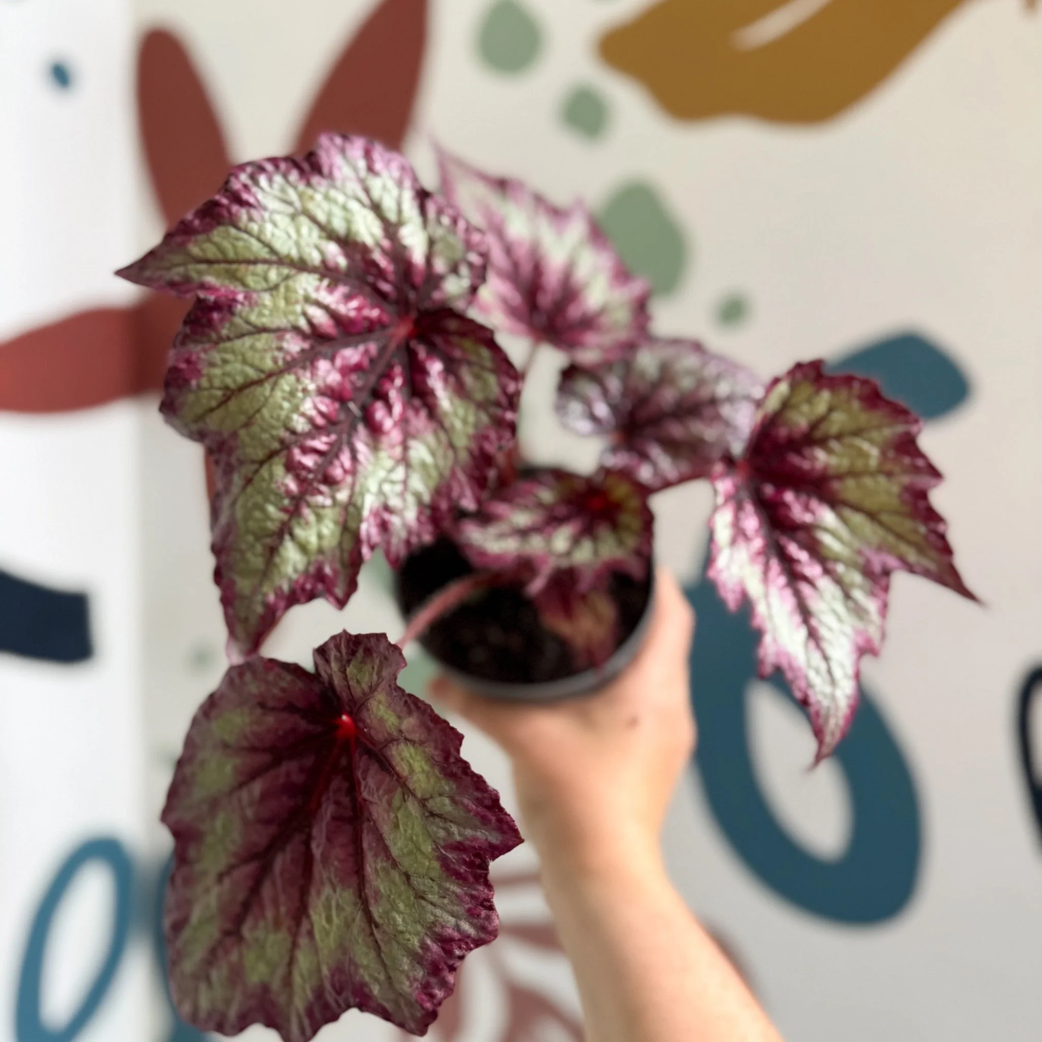 Begonia rex 'Wicked' - Welsh Grown - Image 10