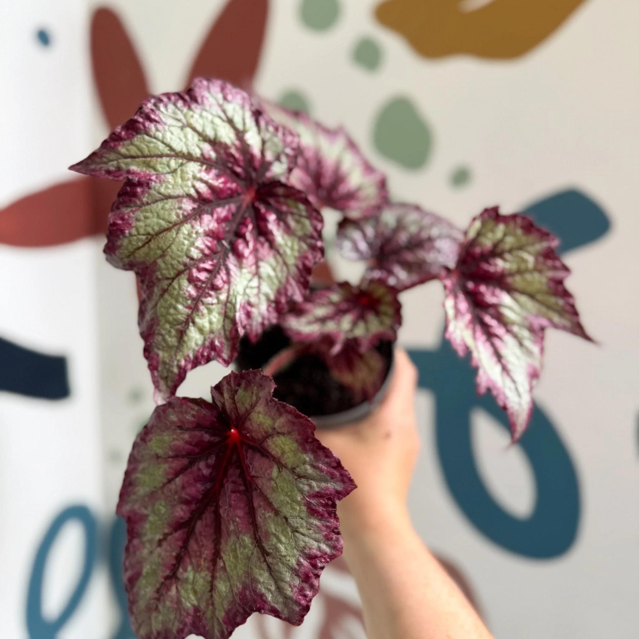 Begonia rex 'Wicked' - Welsh Grown - Image 11