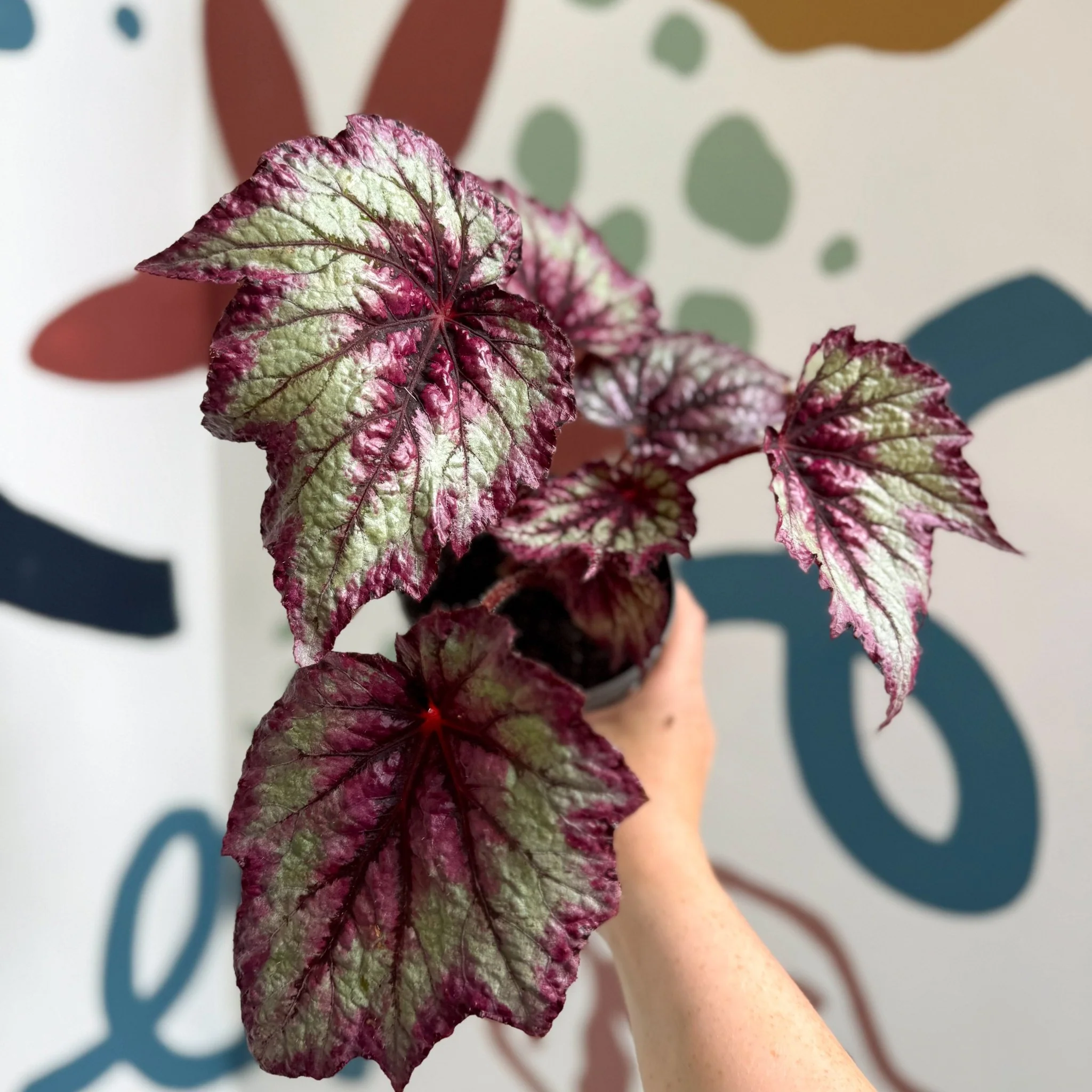 Begonia rex 'Wicked' - Welsh Grown - Image 12
