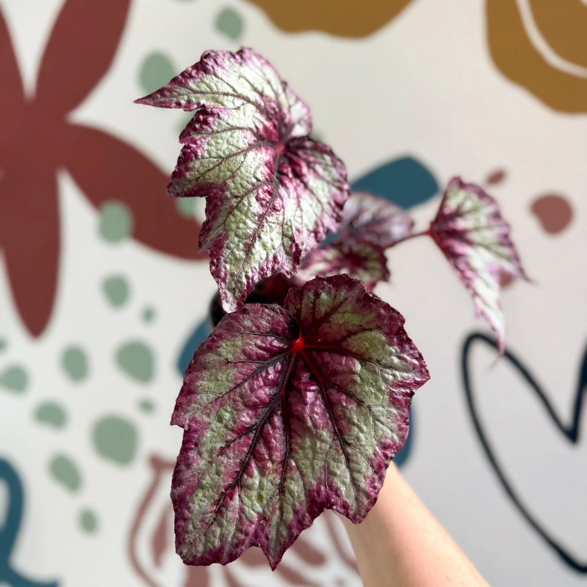 Begonia rex 'Wicked' - Welsh Grown - Image 13