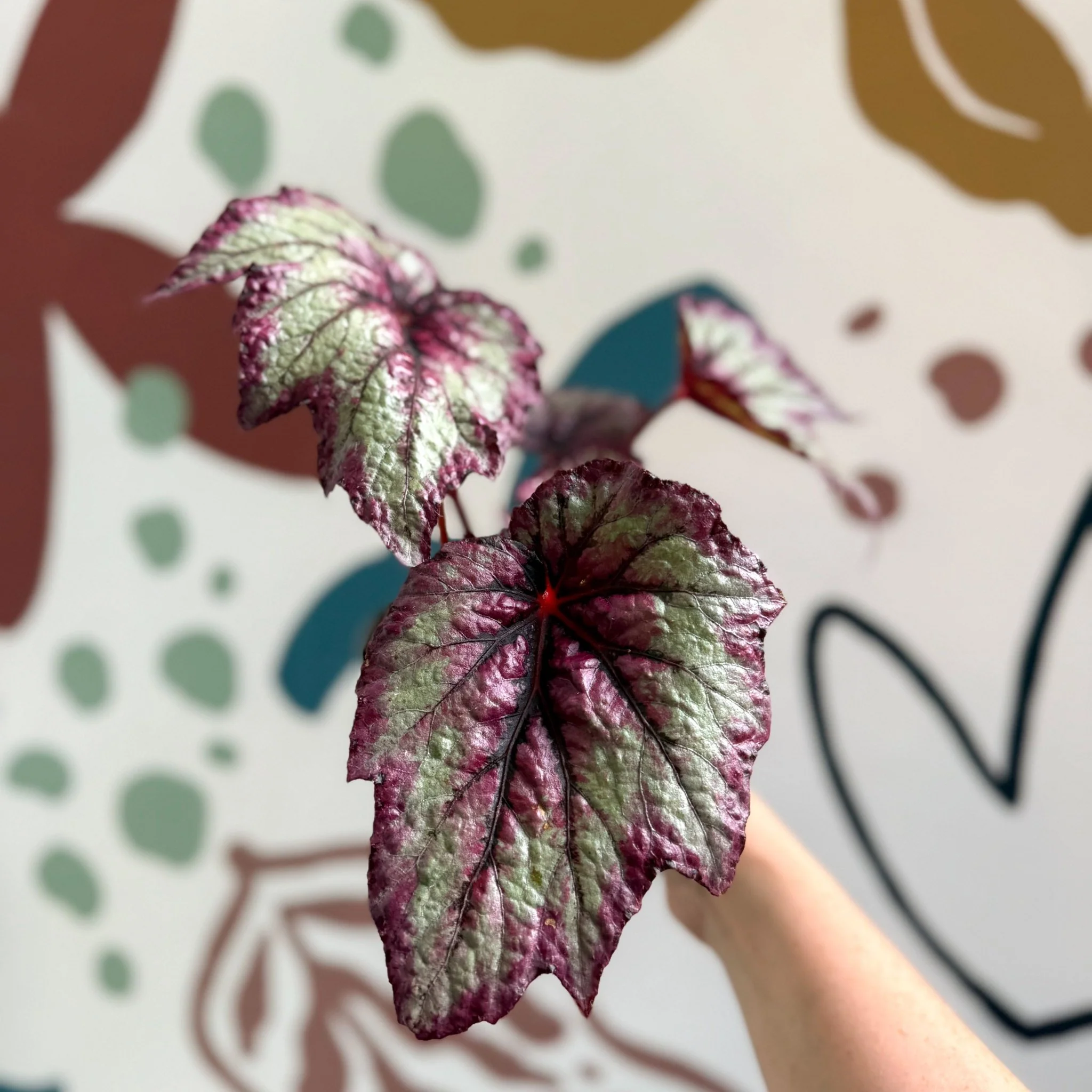 Begonia rex 'Wicked' - Welsh Grown - Image 14