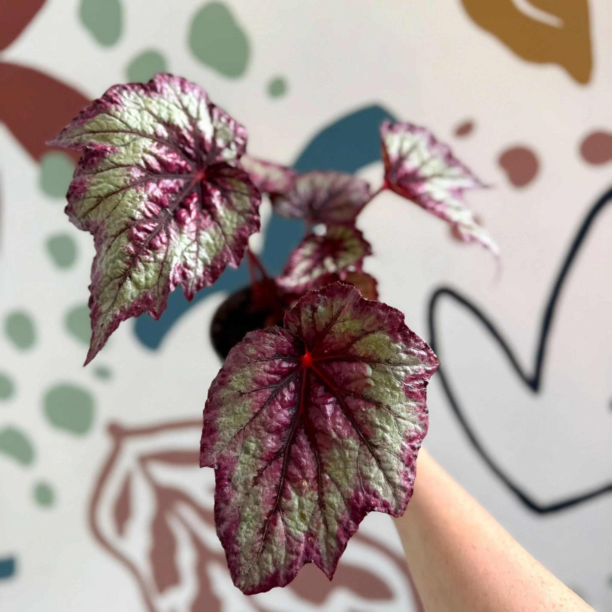 Begonia rex 'Wicked' - Welsh Grown - Image 2