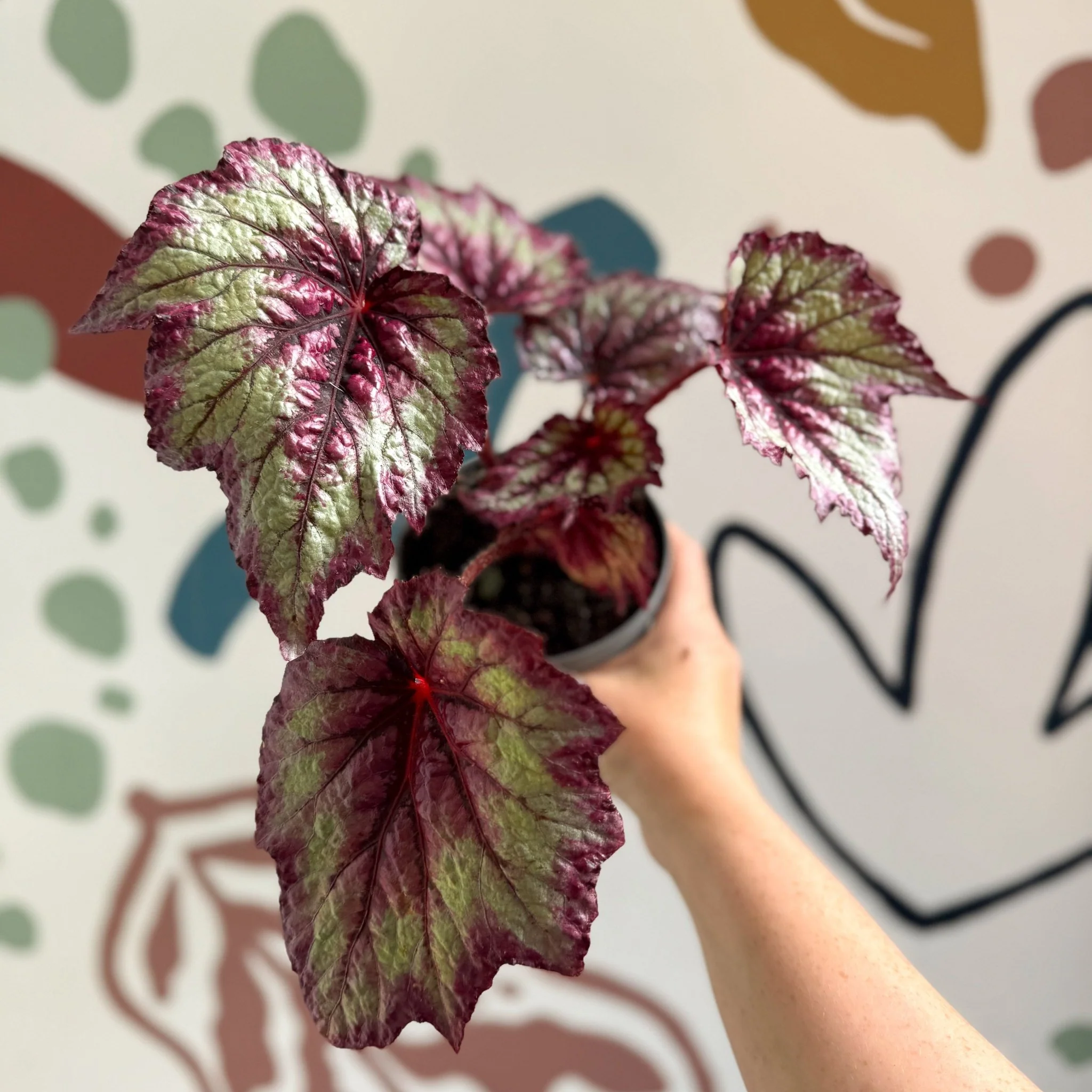 Begonia rex 'Wicked' - Welsh Grown - Image 3