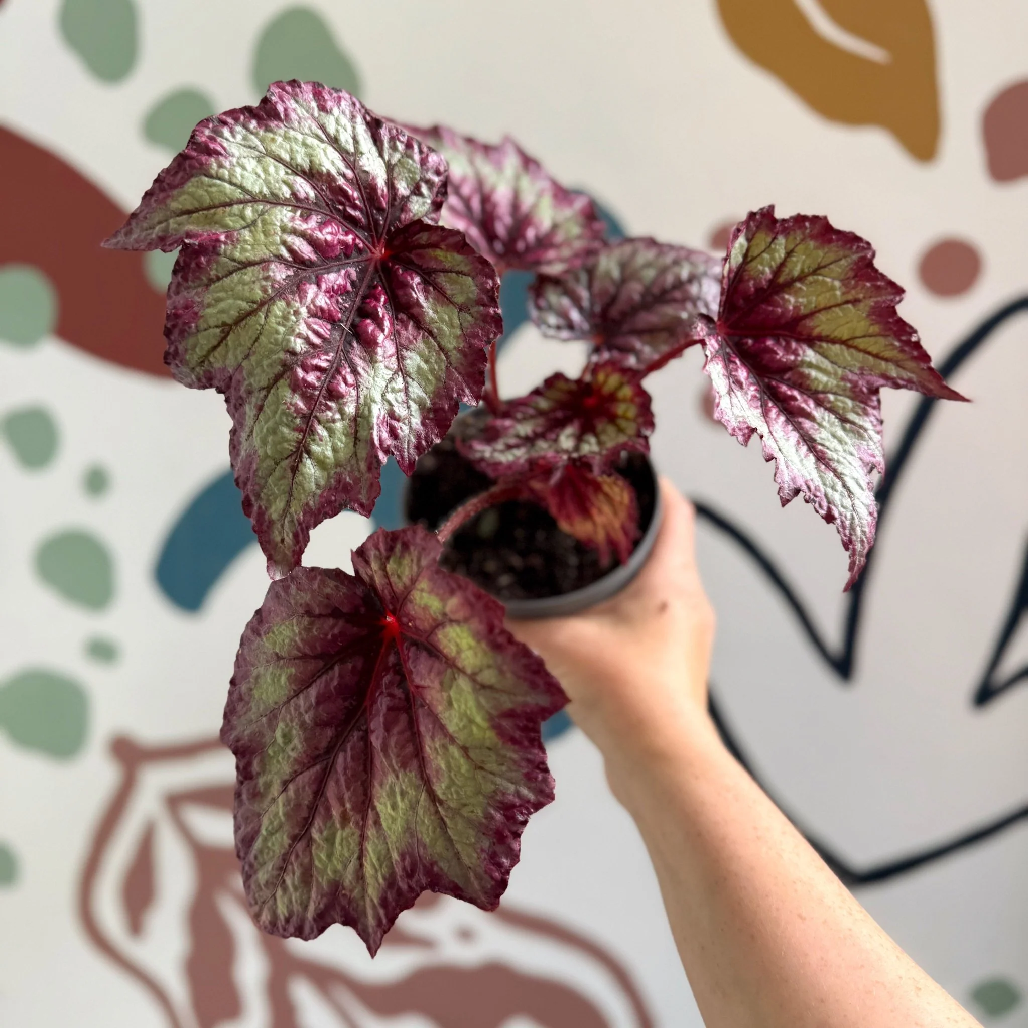 Begonia rex 'Wicked' - Welsh Grown - Image 4