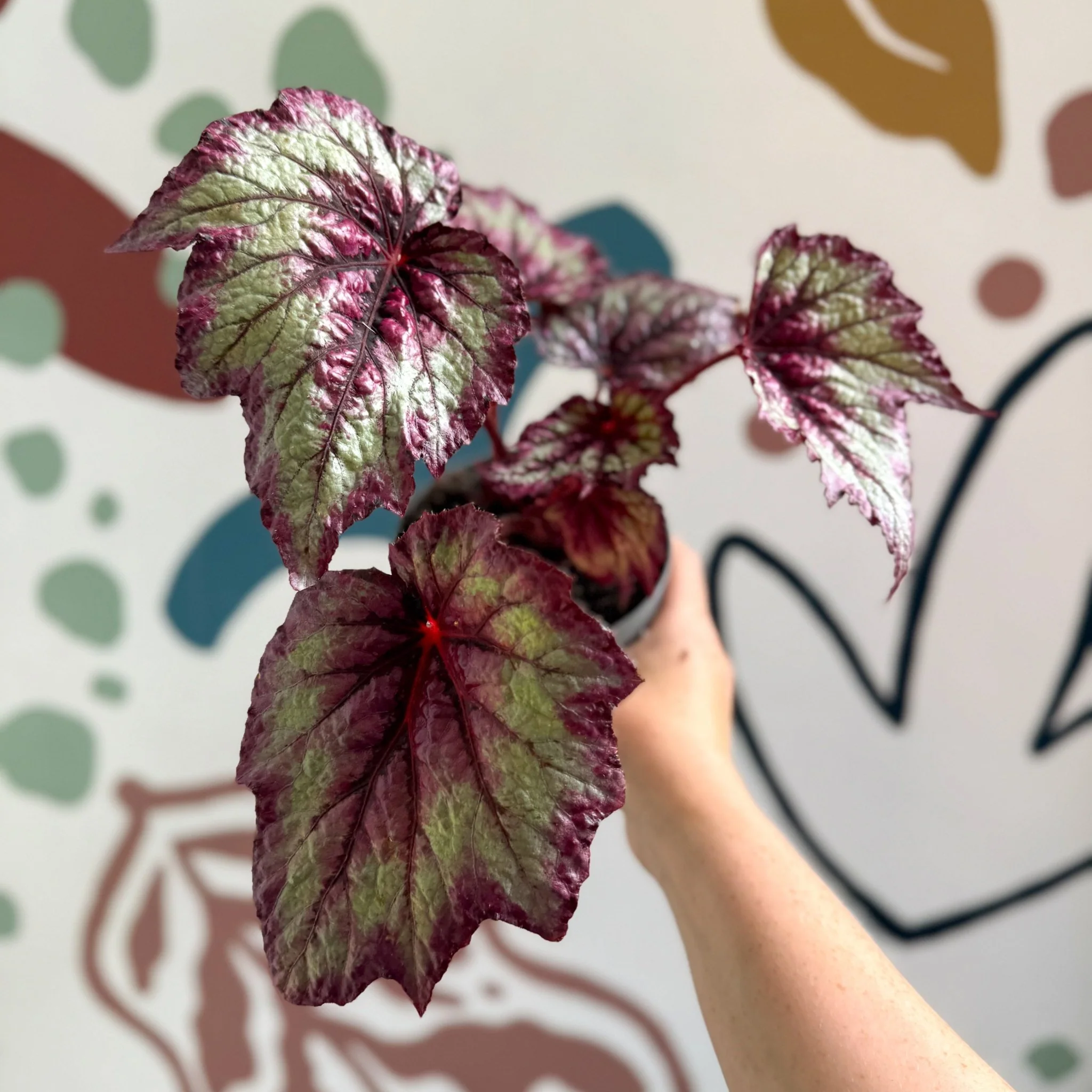 Begonia rex 'Wicked' - Welsh Grown - Image 5