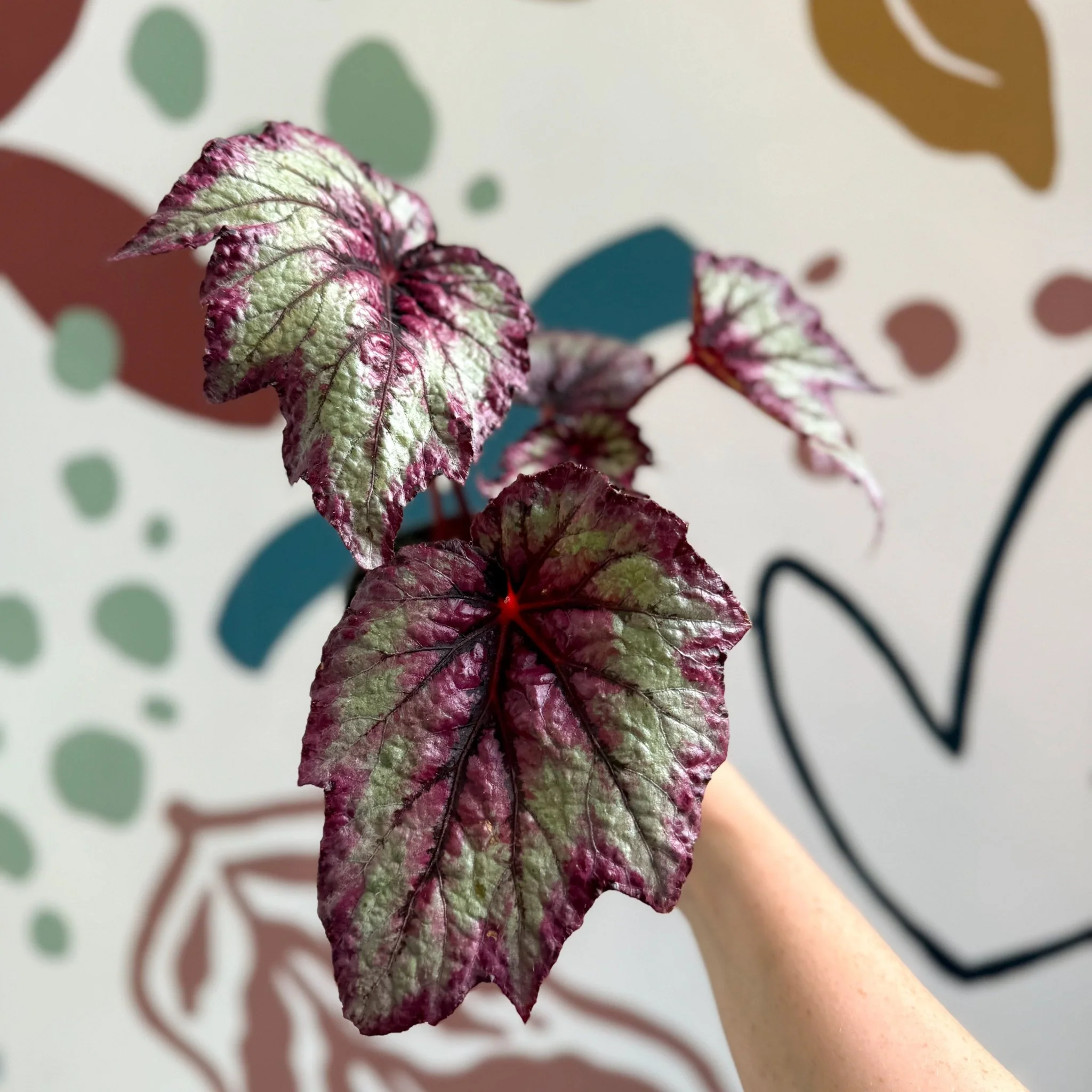 Begonia rex 'Wicked' - Welsh Grown - Image 6