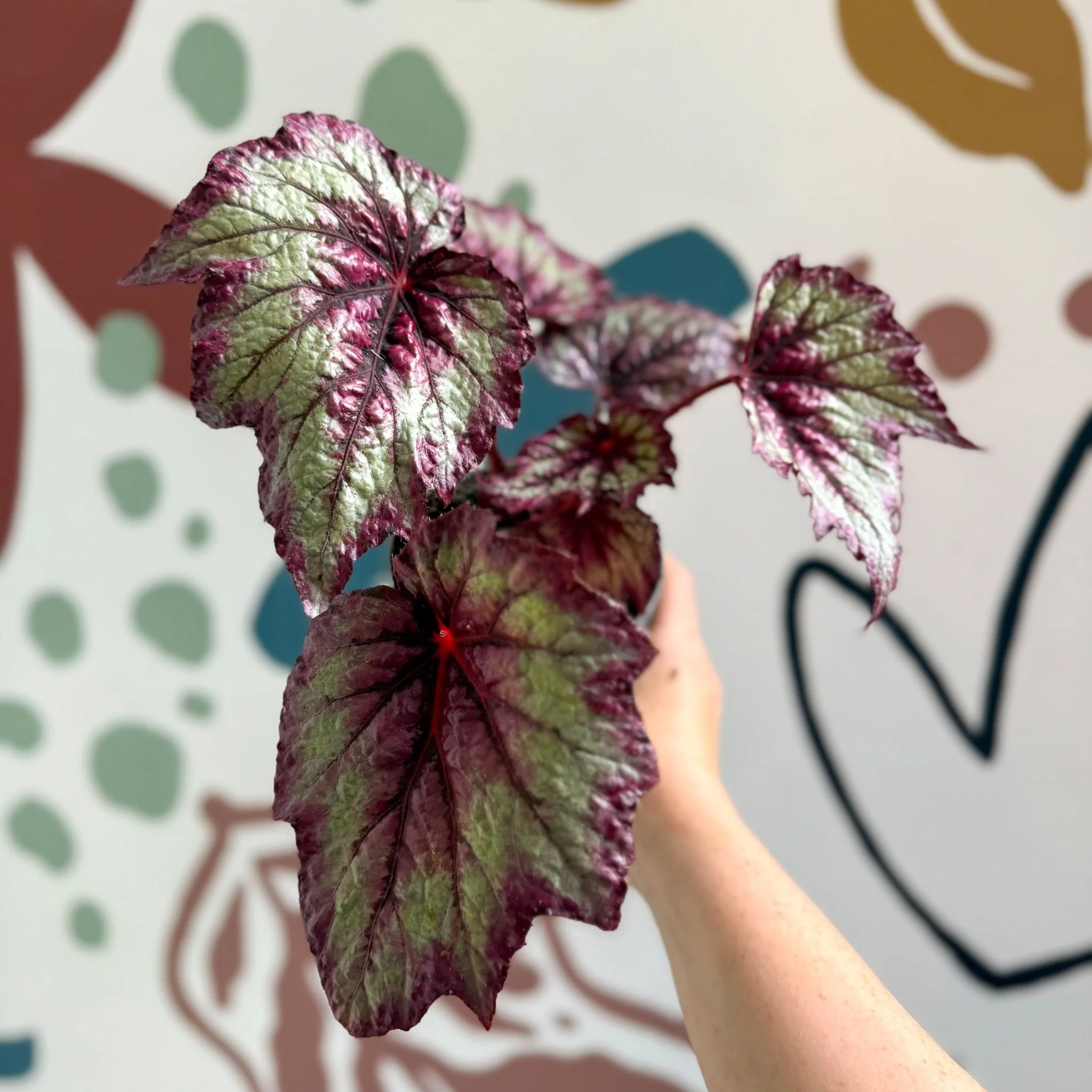 Begonia rex 'Wicked' - Welsh Grown - Image 7