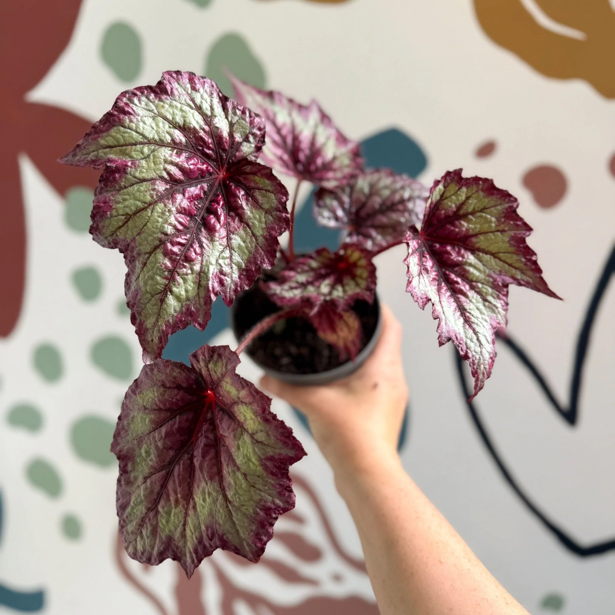 Begonia rex 'Wicked' - Welsh Grown - Image 8