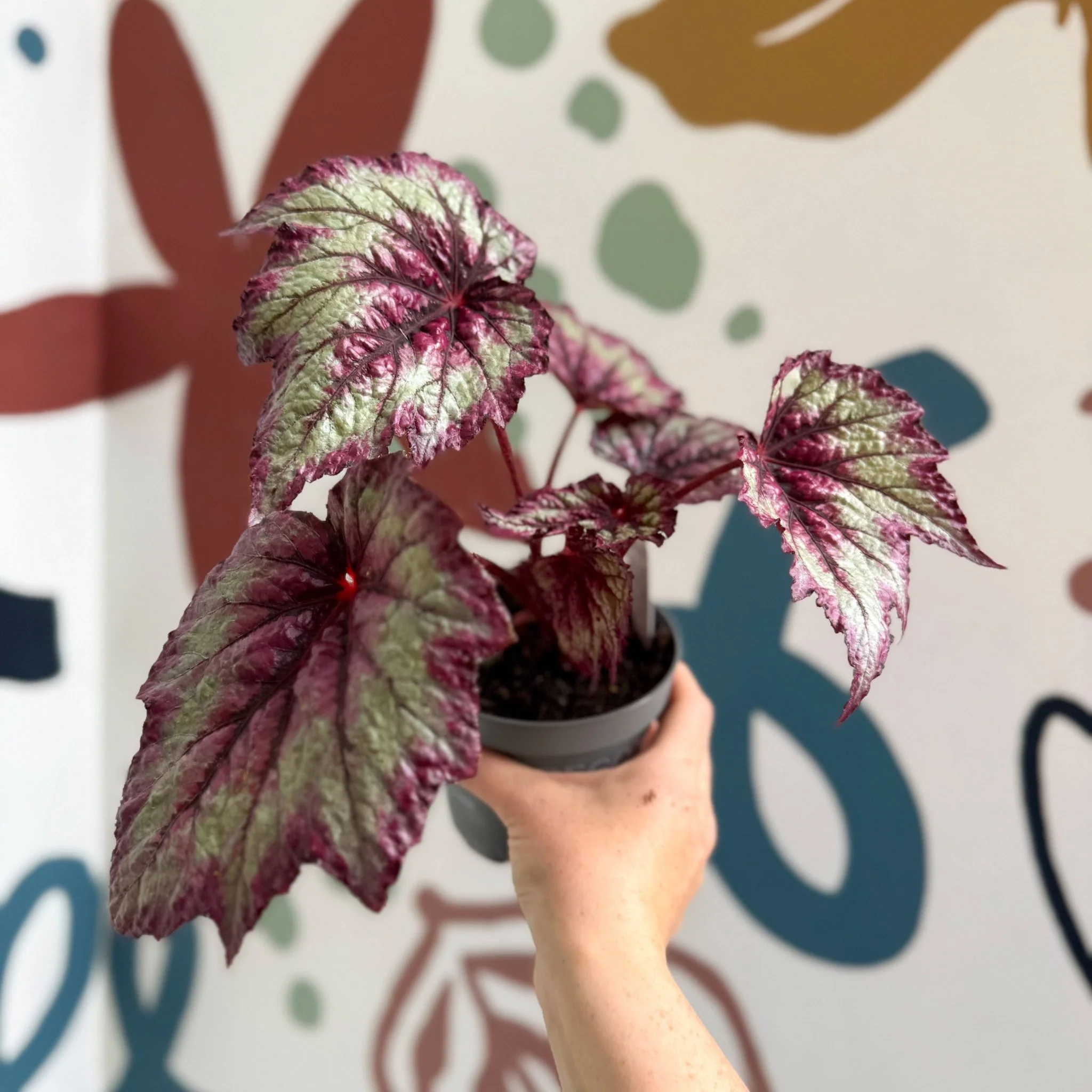 Begonia rex 'Wicked' - Welsh Grown - Image 9